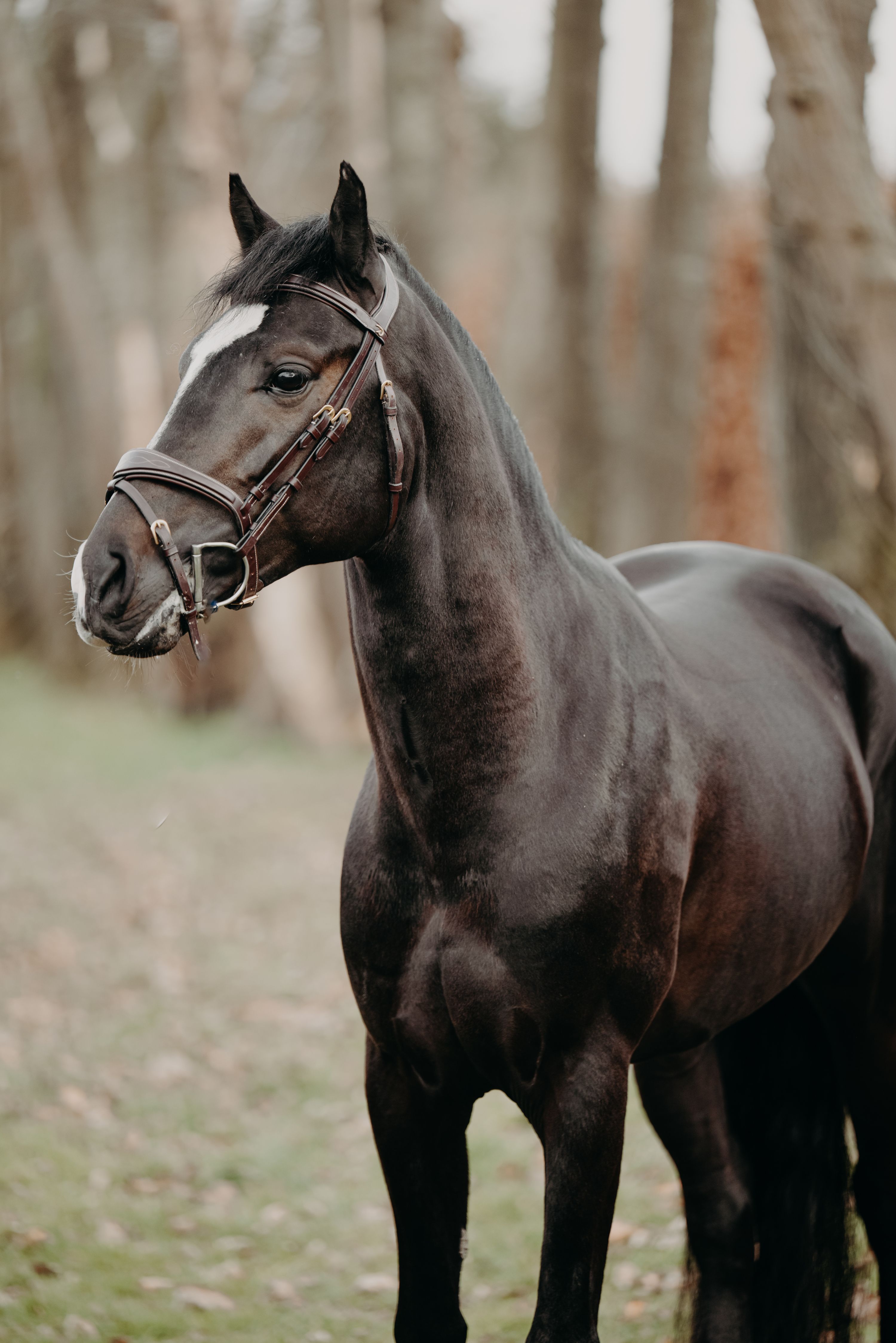 ["anglo-europees"] ["springen"] donkerbruin for sale - Photo 4