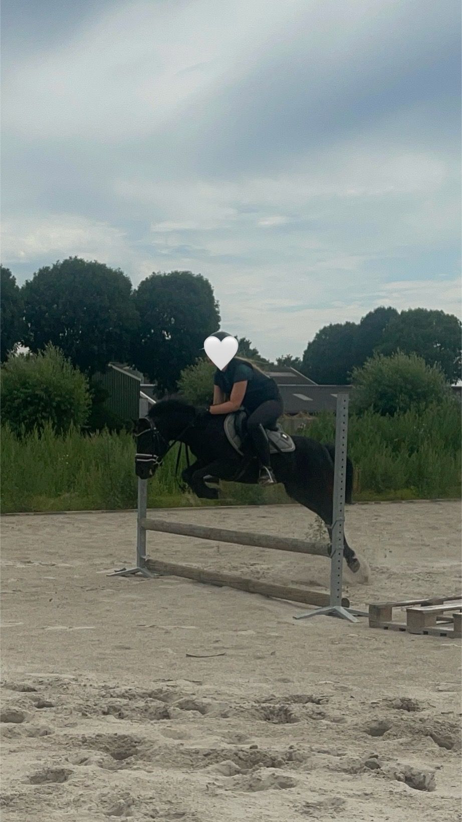 dartmoor allround-pony merrie 6 years old zwart for sale - Photo 3