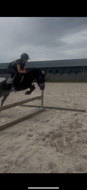 dartmoor allround-pony merrie 6 years old zwart for sale - Photo 6