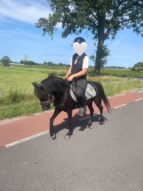dartmoor allround-pony merrie 6 years old zwart for sale - Photo 5