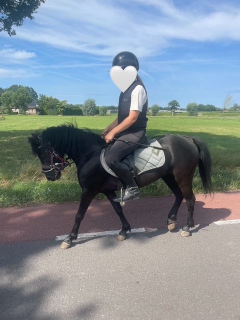 dartmoor allround-pony merrie 6 years old zwart for sale - Photo 2