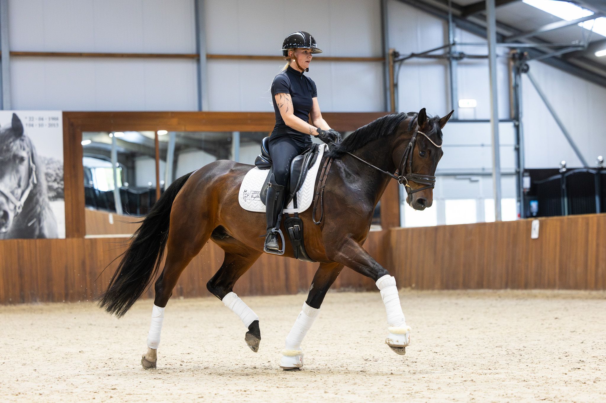 kwpn dressuurpaard merrie 7 歳 donkerbruin 売り出し中 - 写真 4