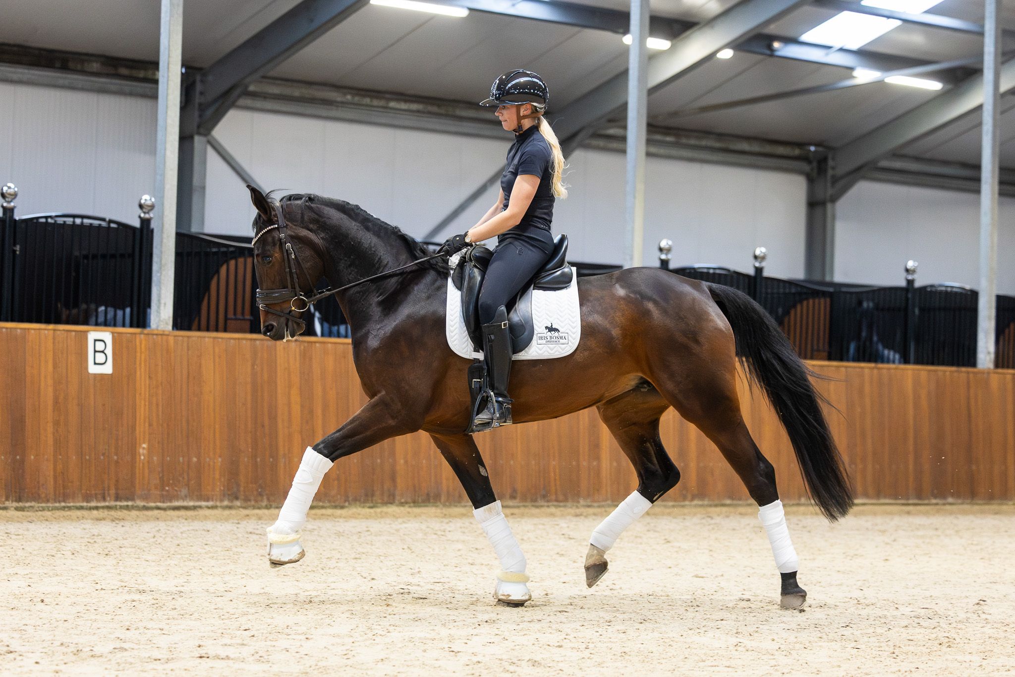 kwpn dressuurpaard merrie 7 歳 donkerbruin 売り出し中 - 写真 5