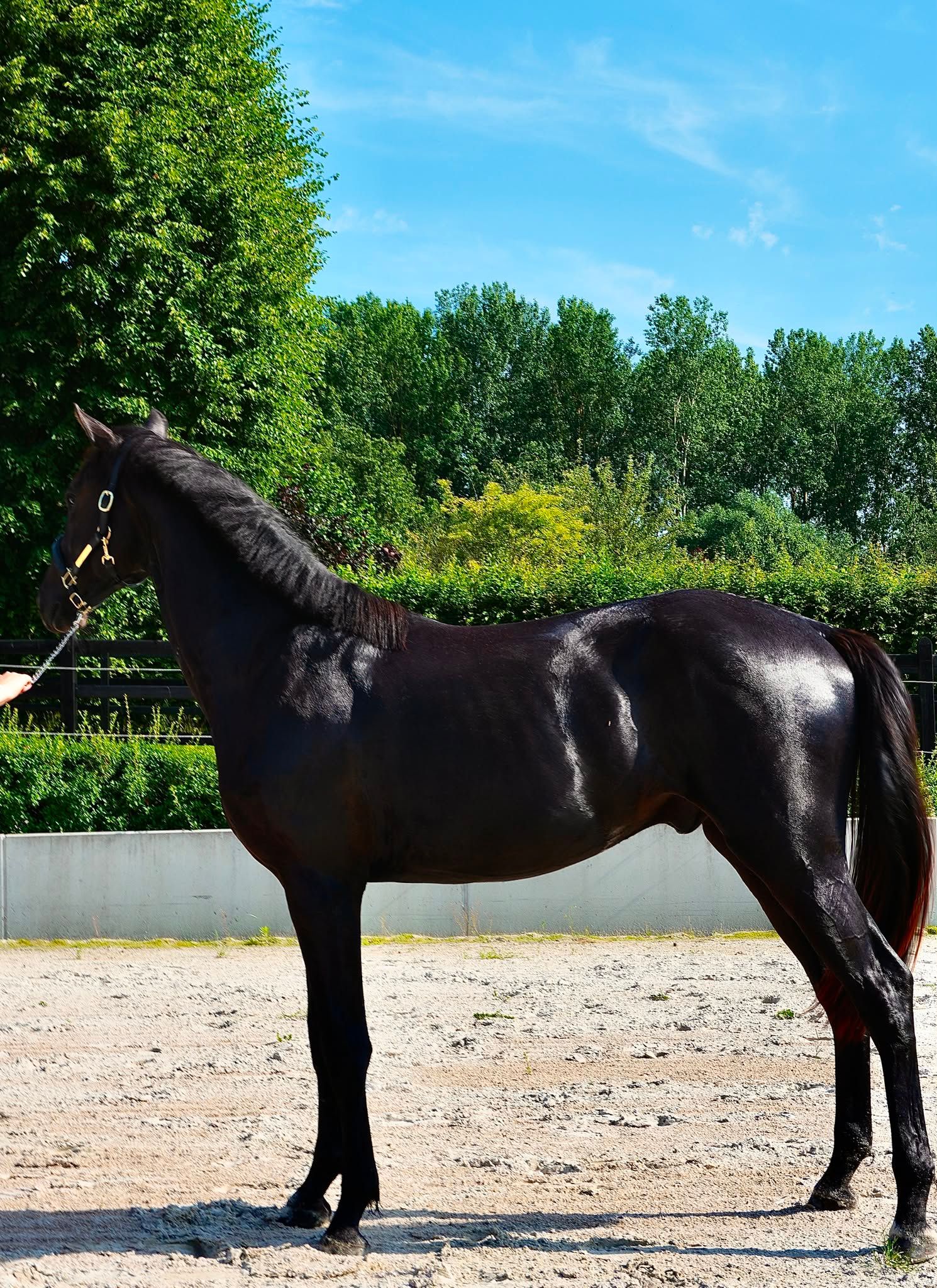 kwpn dressuurpaard hengst 2 سنوات zwart للبيع - صورة 5