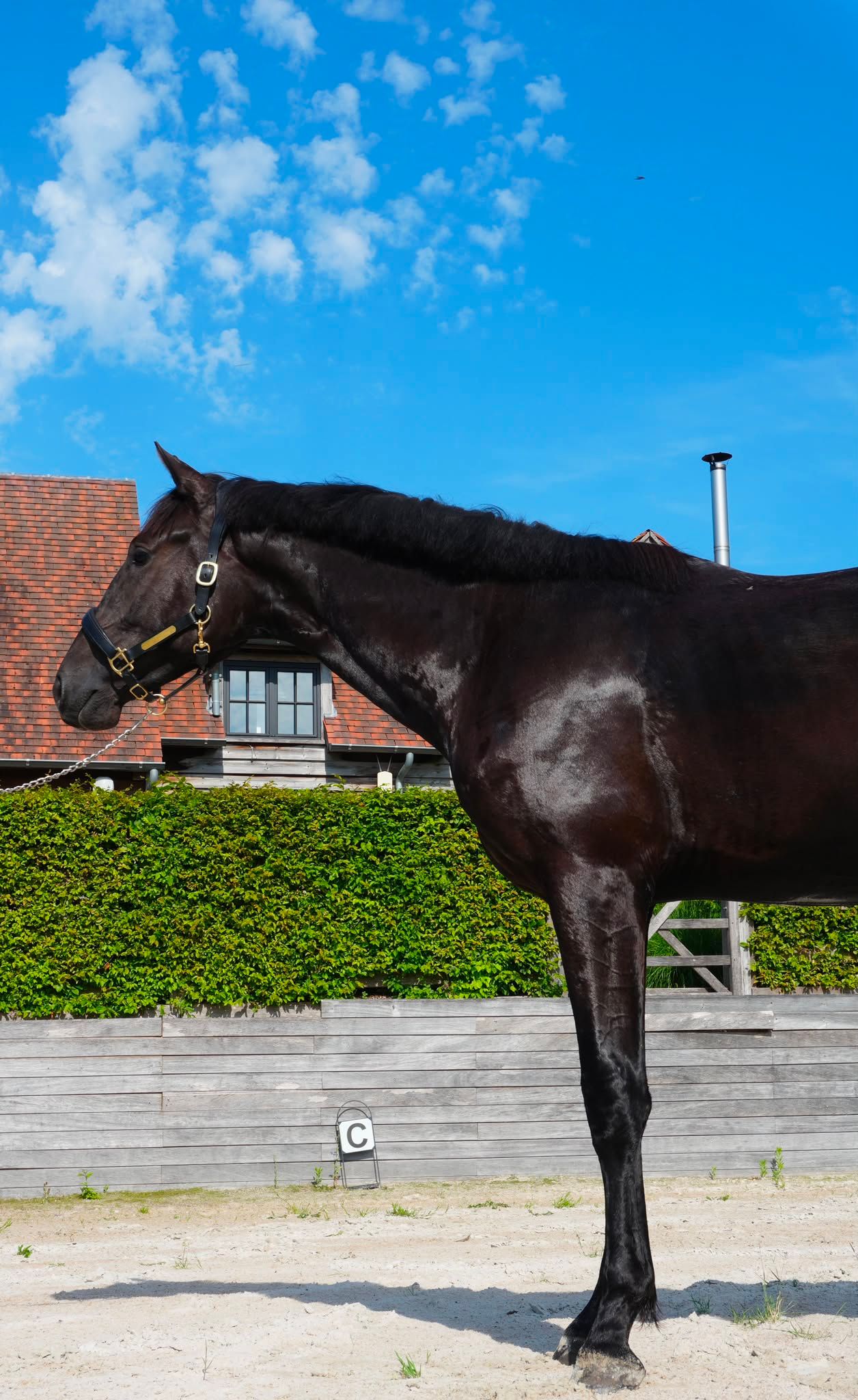kwpn dressuurpaard hengst 2 سنوات zwart للبيع - صورة 4