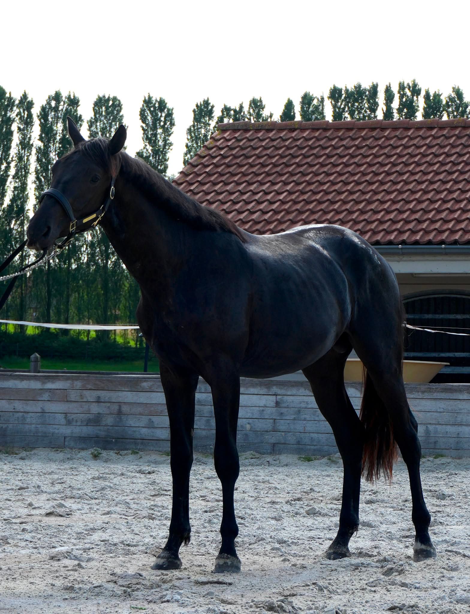 kwpn dressuurpaard hengst 2 سنوات zwart للبيع - صورة 6