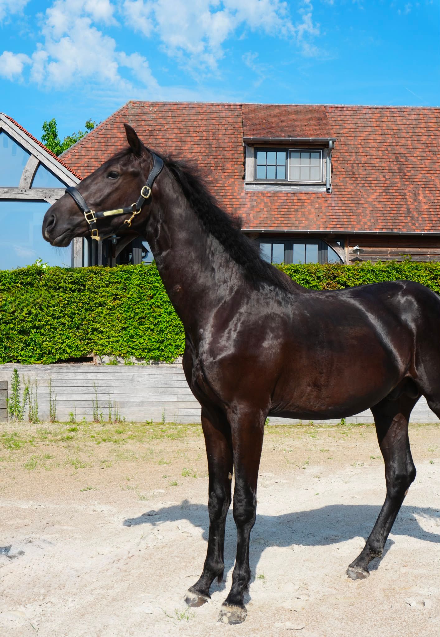 kwpn dressuurpaard hengst 2 سنوات zwart للبيع - صورة 3