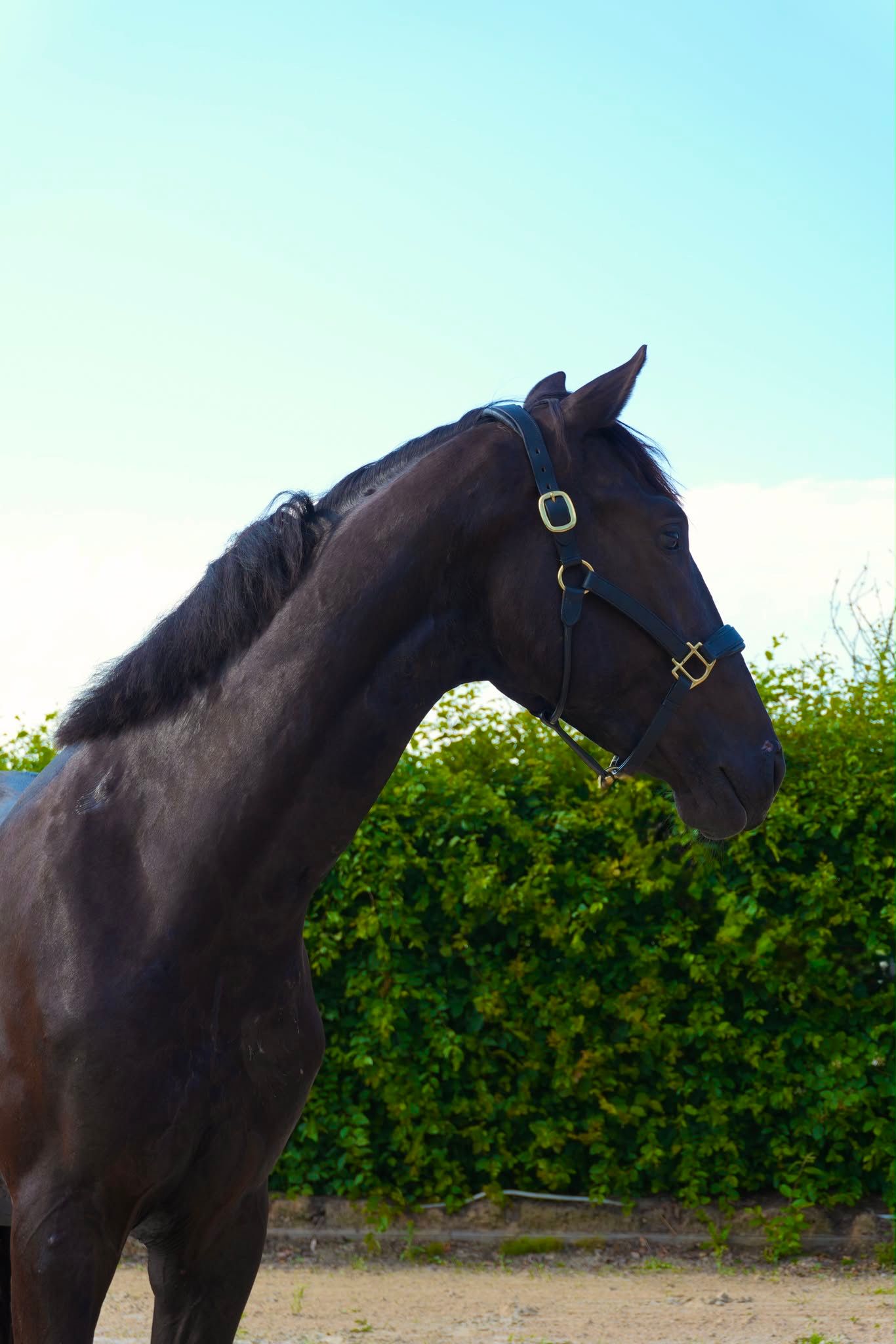 kwpn dressuurpaard hengst 2 سنوات zwart للبيع - صورة 2