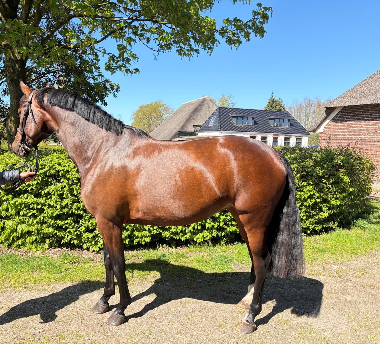 Belle jument polyvalente (allrounder) de 5 ans