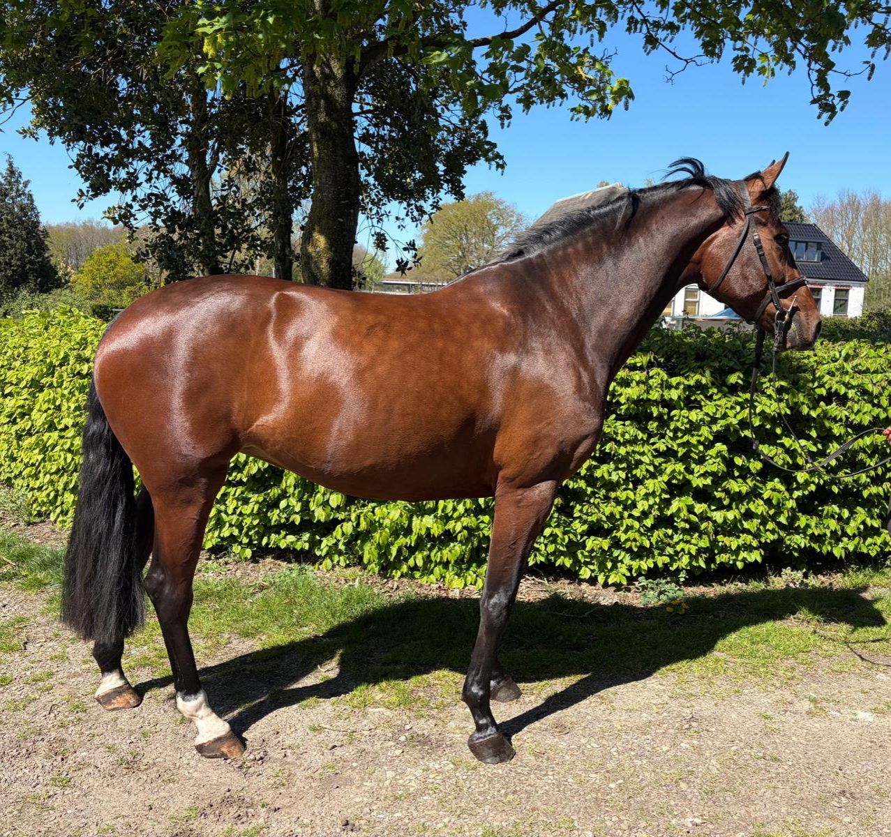 kwpn springpaard merrie 5 years old donkerbruin for sale - Photo 2