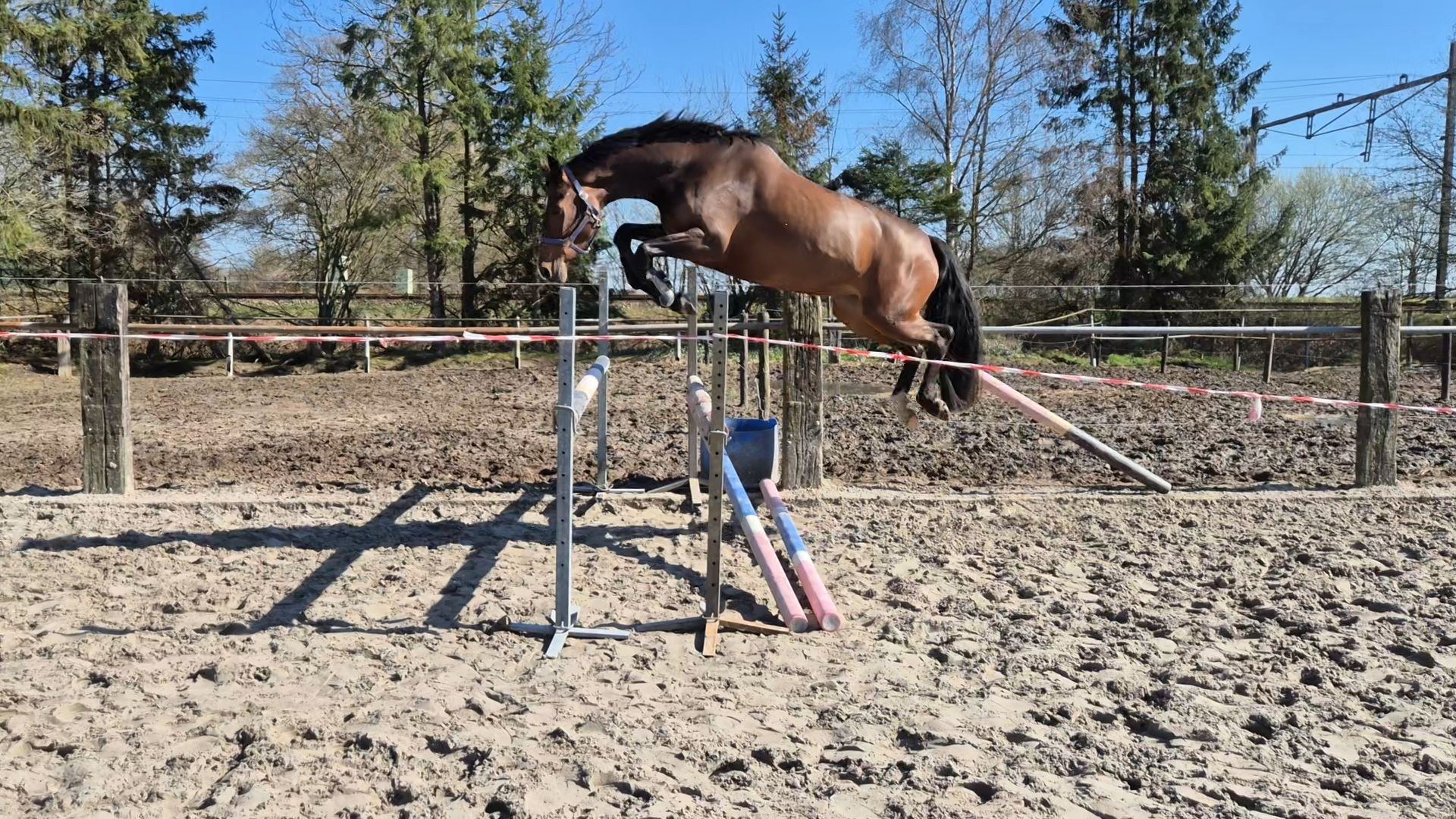 kwpn springpaard merrie 5 years old donkerbruin for sale - Photo 3