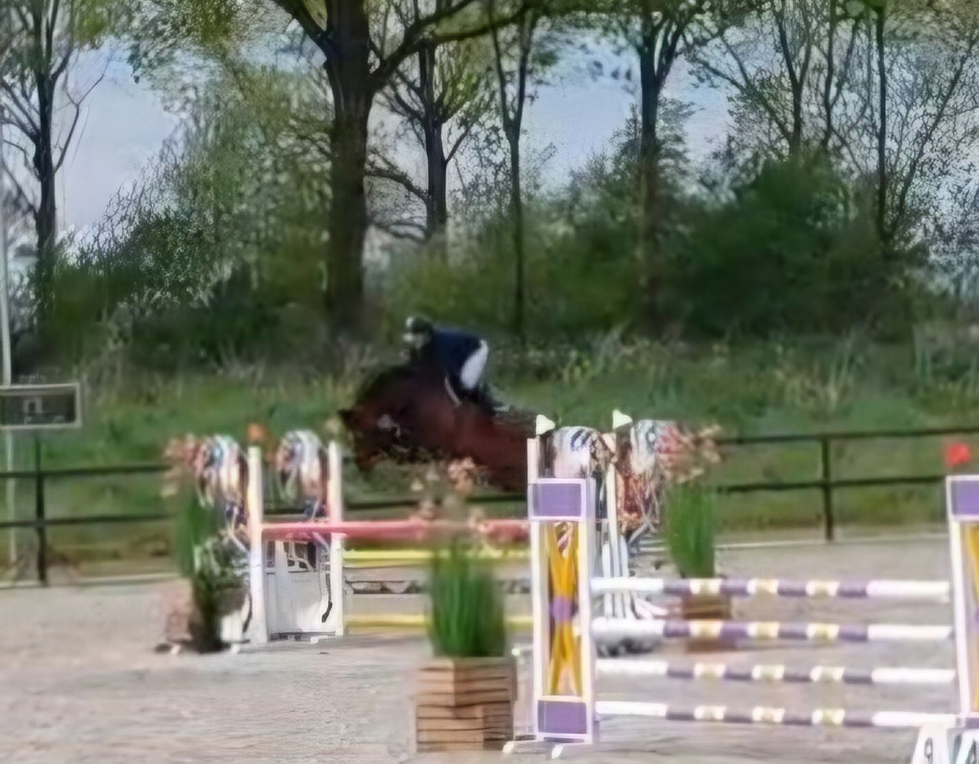 kwpn springpaard merrie 5 years old donkerbruin for sale - Photo 4