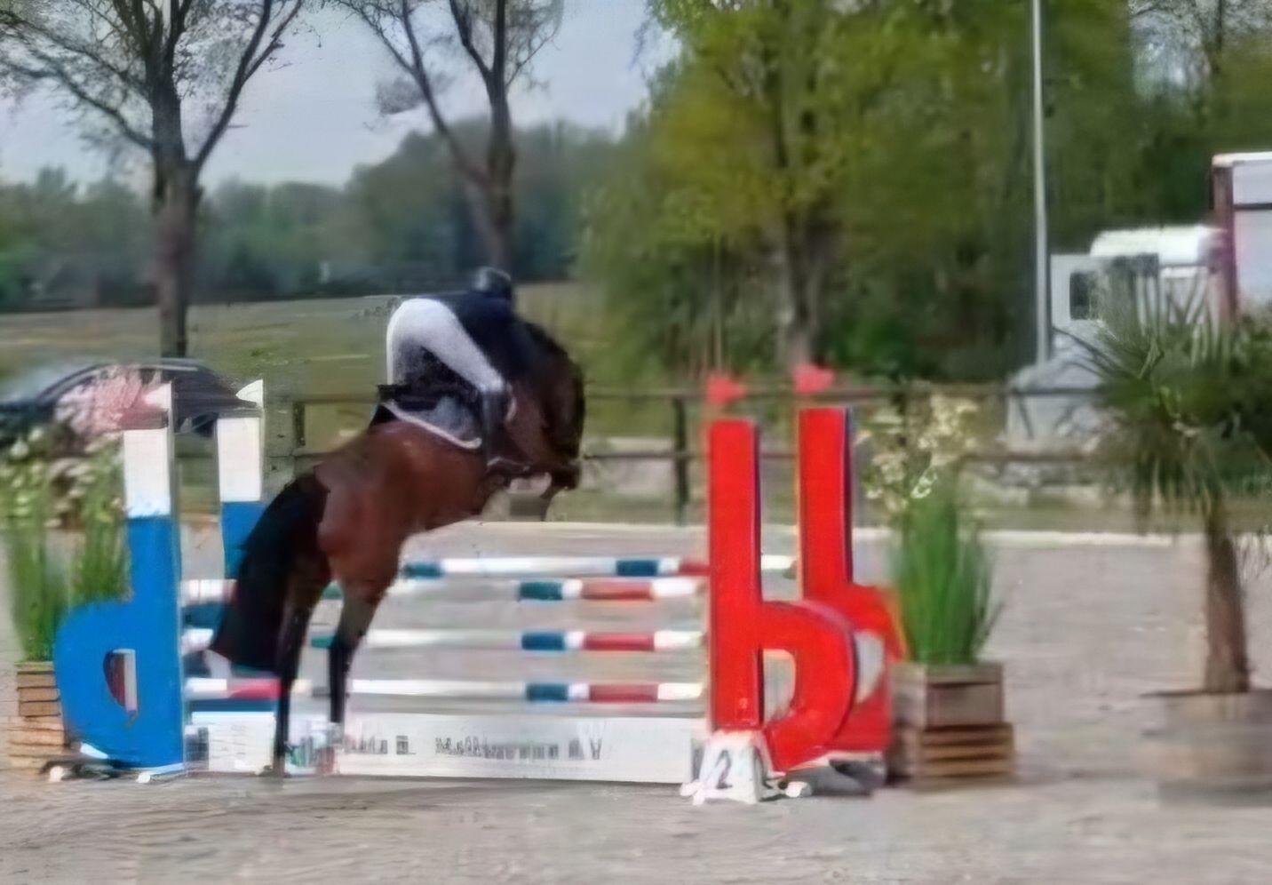 kwpn springpaard merrie 5 years old donkerbruin for sale - Photo 5