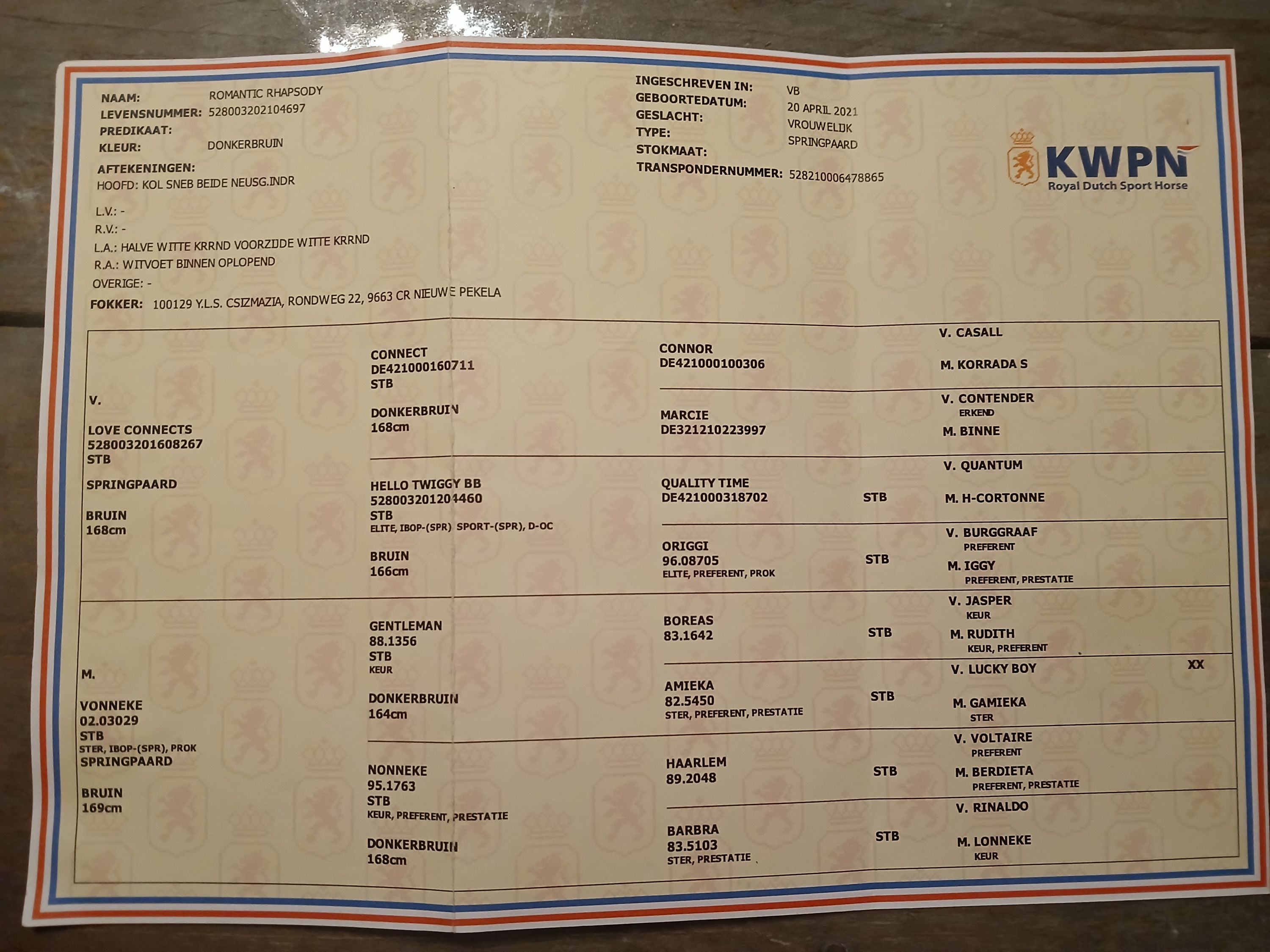 kwpn springpaard merrie 5 years old donkerbruin for sale - Photo 6