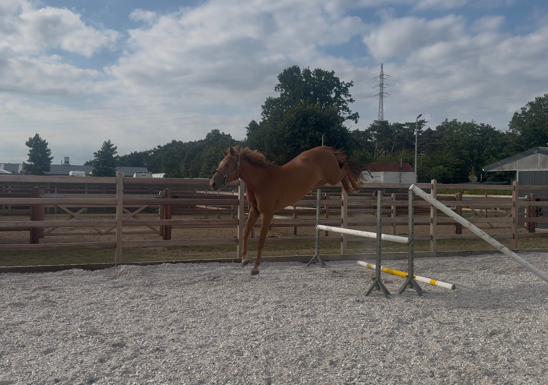 springpaard merrie 3 jaar vos te koop - Foto 2