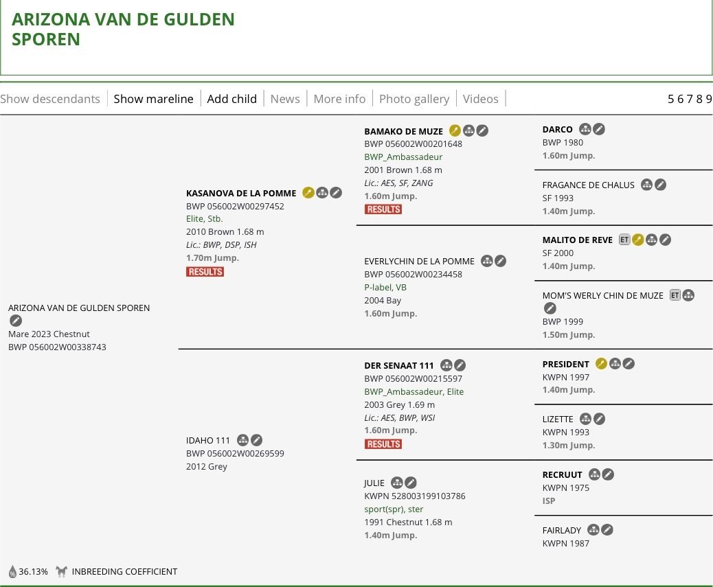 springpaard merrie 3 jaar vos te koop - Foto 3