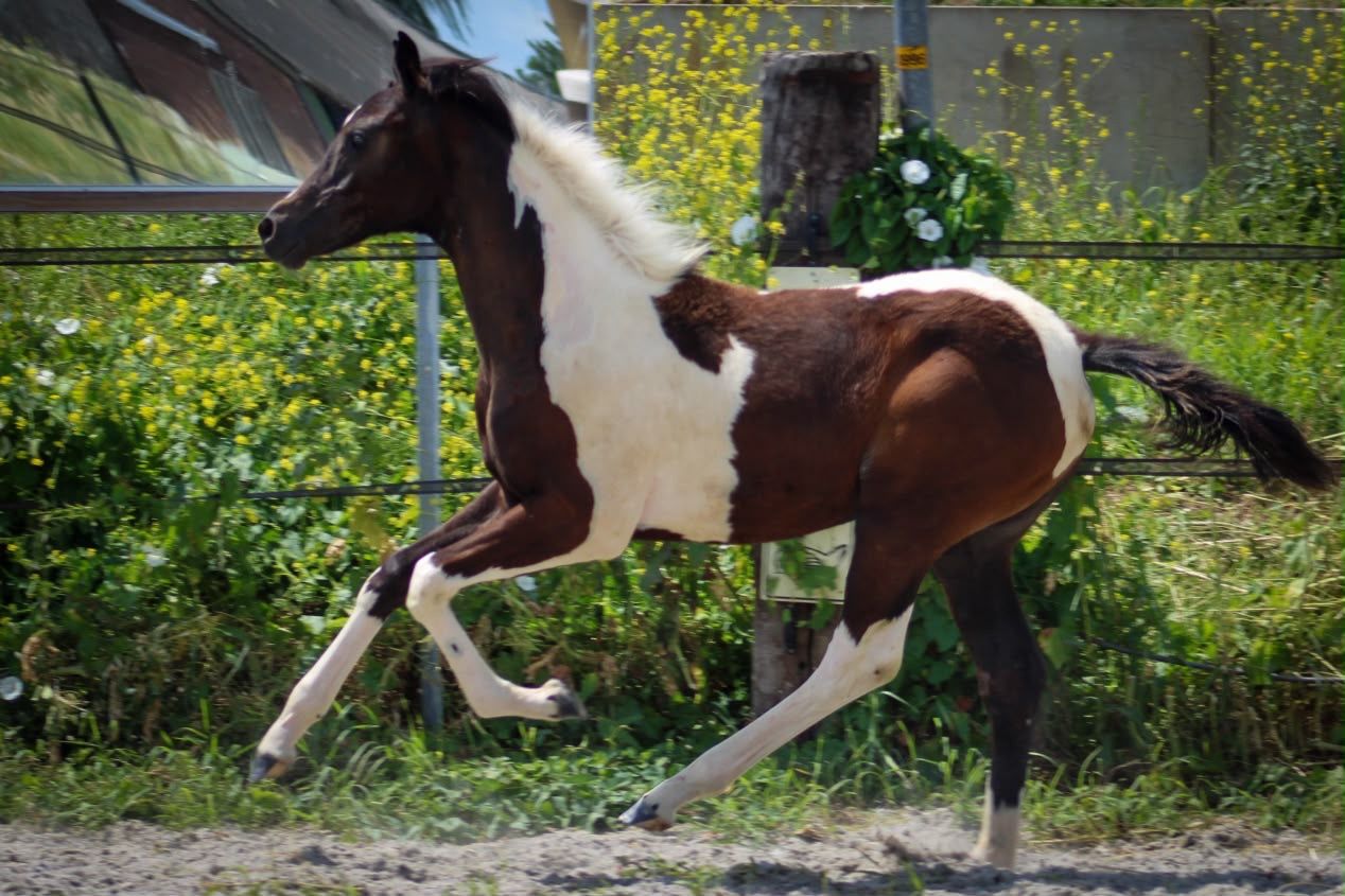 Fantastically handsome and interestingly bred filly