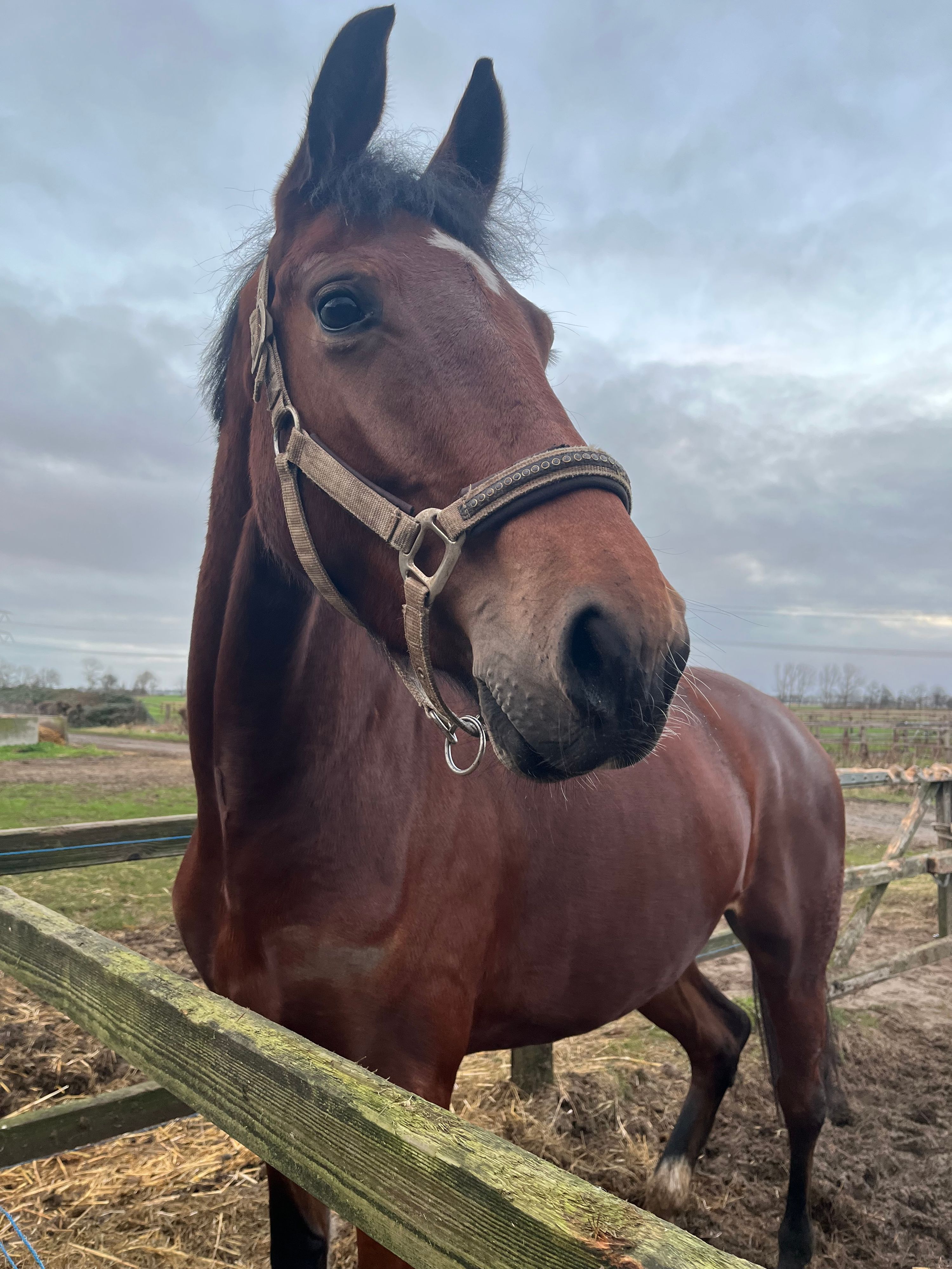 kwpn dressuurpaard merrie 4 jaar bruin te koop - Foto 3