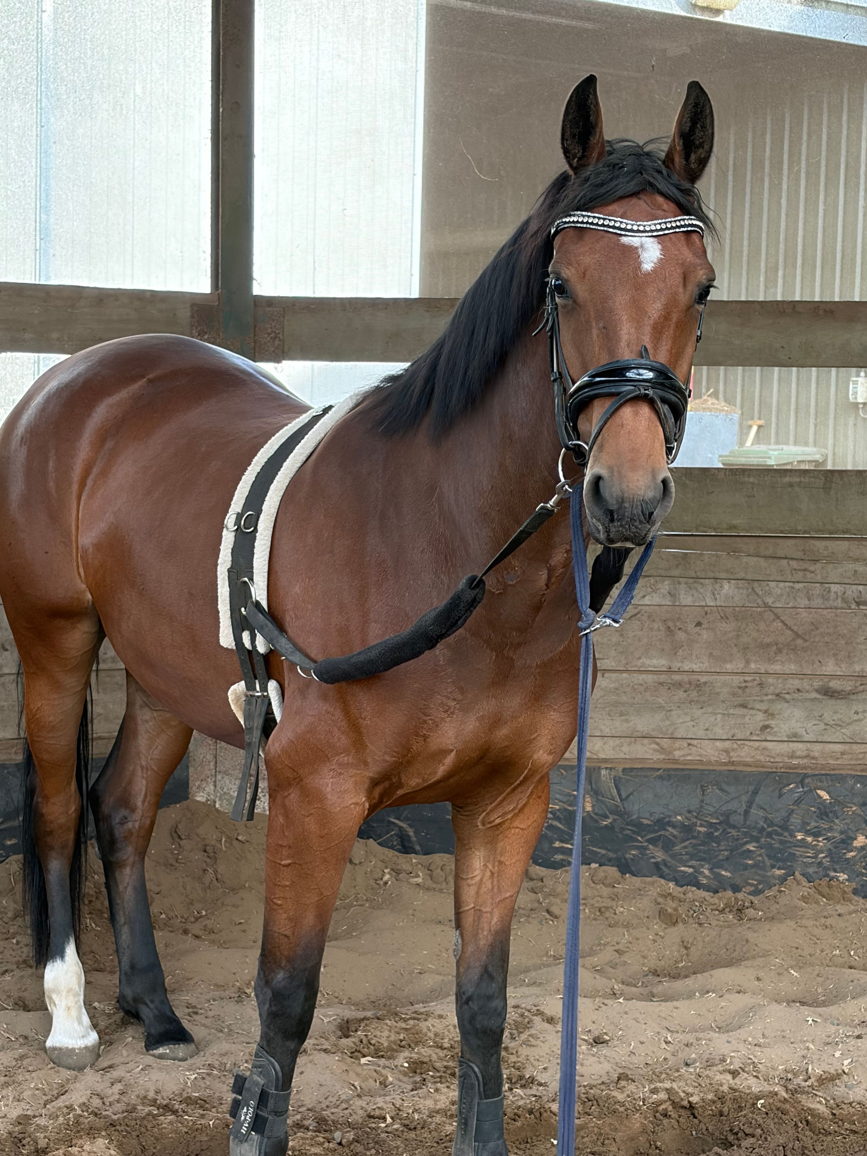 kwpn dressuurpaard merrie 4 jaar bruin te koop - Foto 2