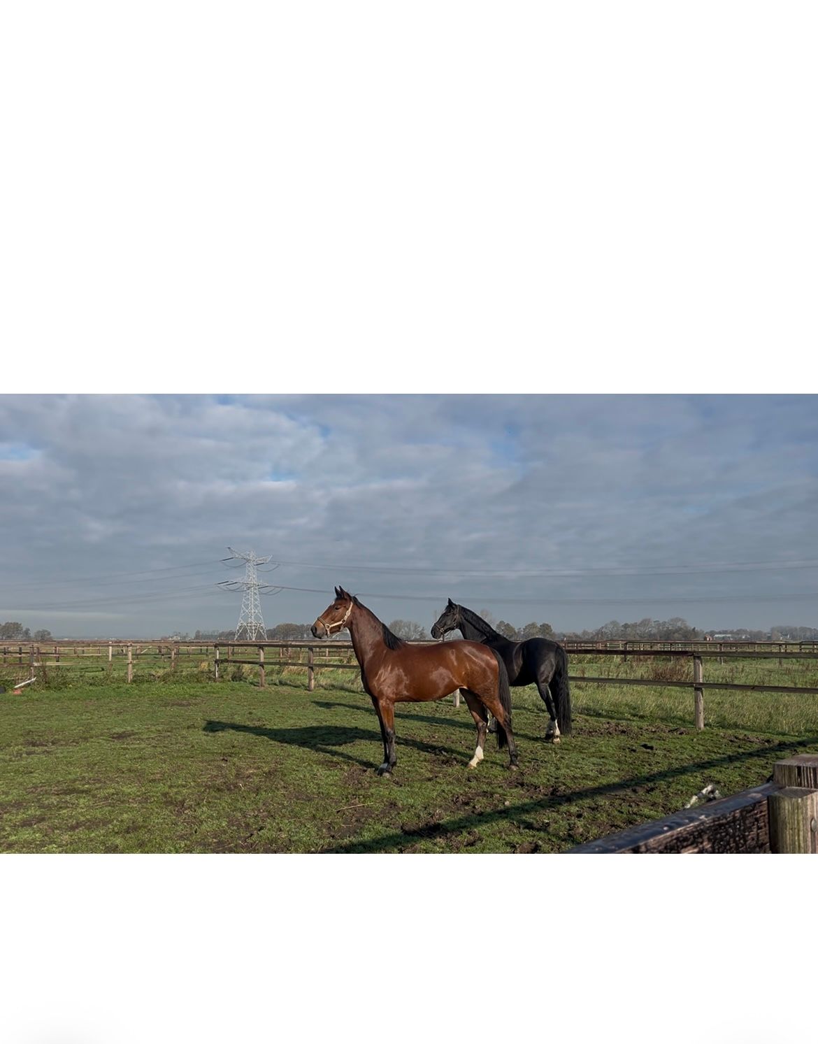 kwpn dressuurpaard merrie 4 jaar bruin te koop - Foto 4