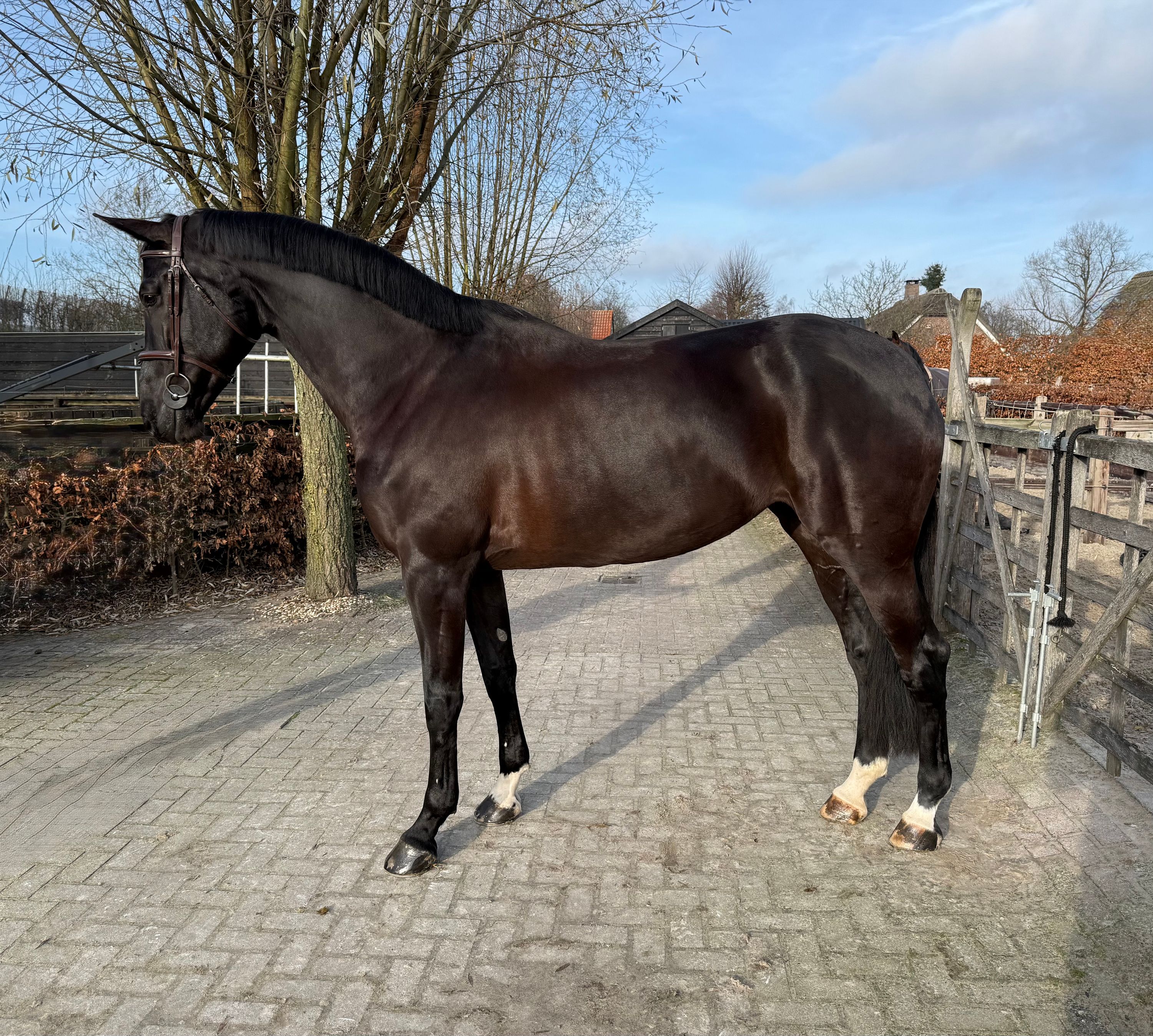 Remarquable jument de jumping de 7 ans
