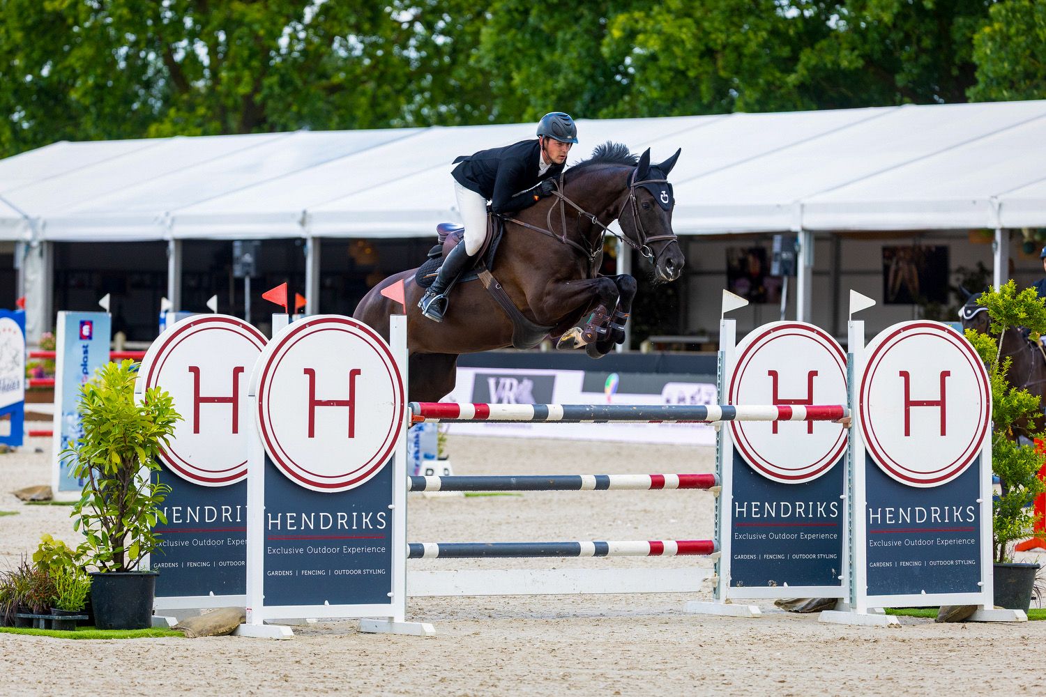 kwpn springpaard merrie 7 years old zwart for sale - Photo 2