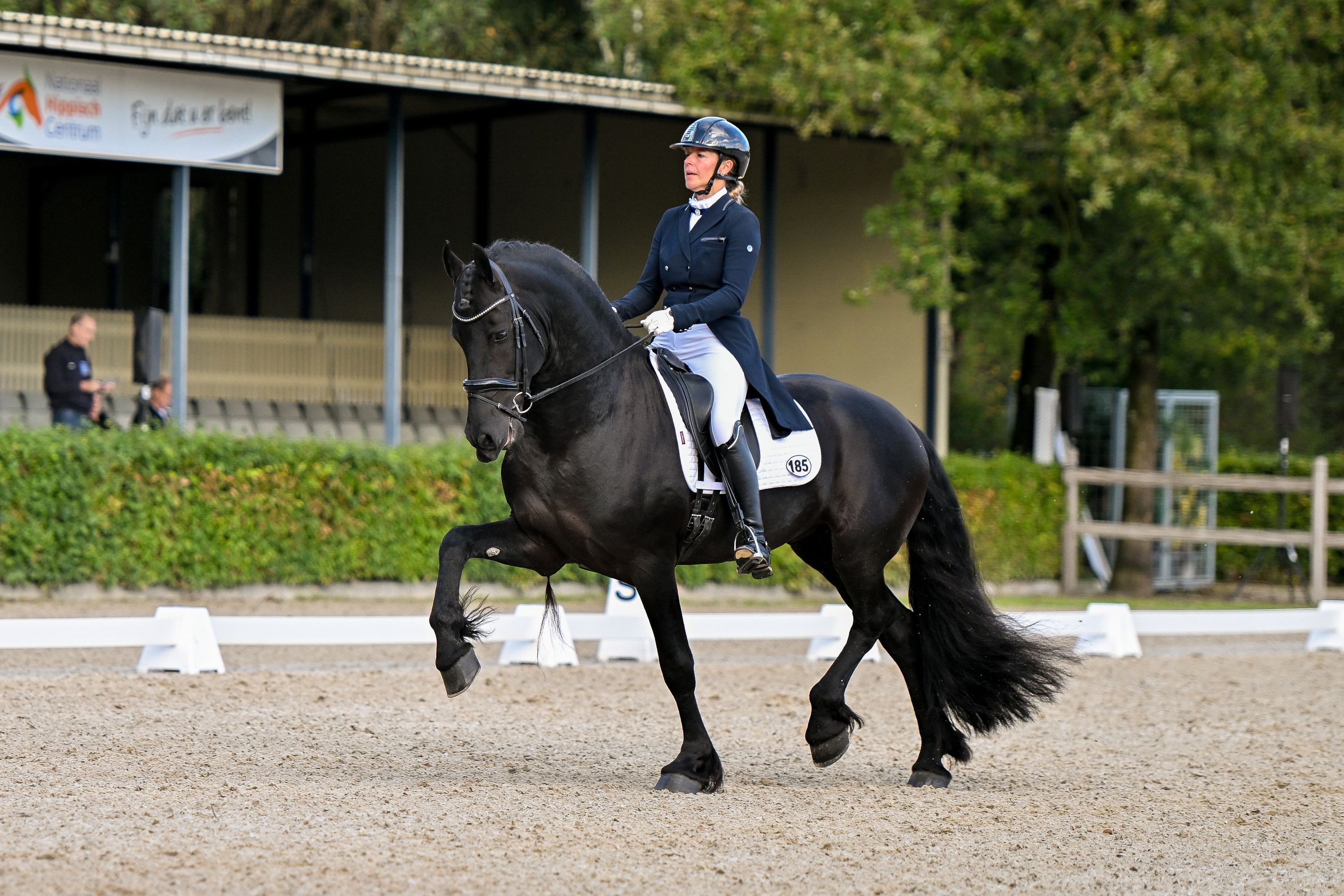 fries hengst 10 years old zwart for sale - Photo 4
