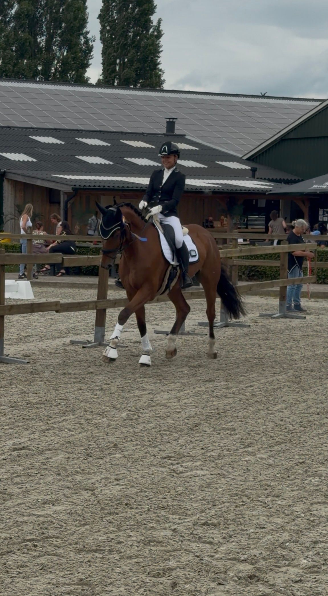 kwpn allrounder ruin 8 years old bruin for sale - Photo 5