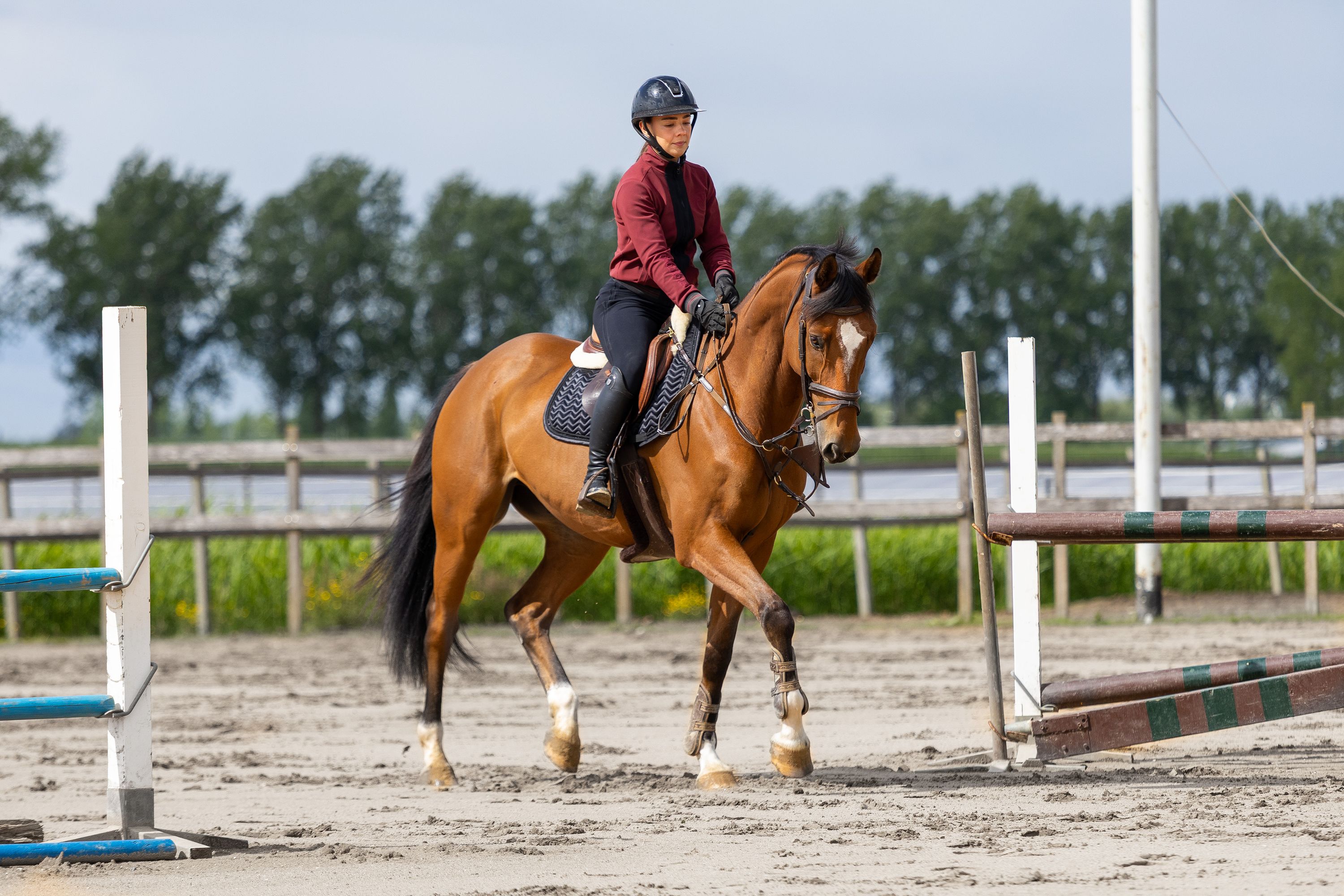 kwpn allrounder ruin 8 years old bruin for sale - Photo 4