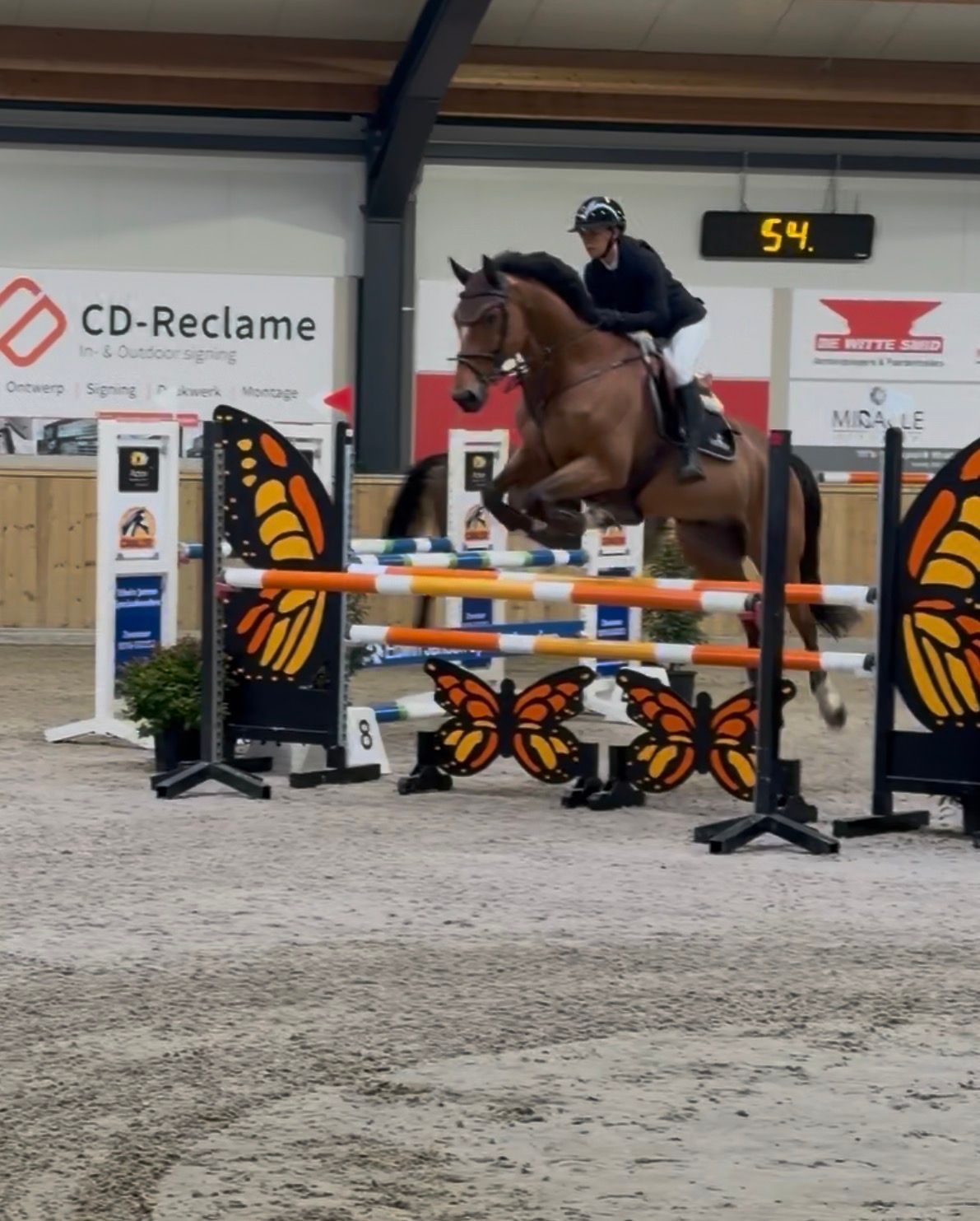 kwpn allrounder ruin 8 years old bruin for sale - Photo 6
