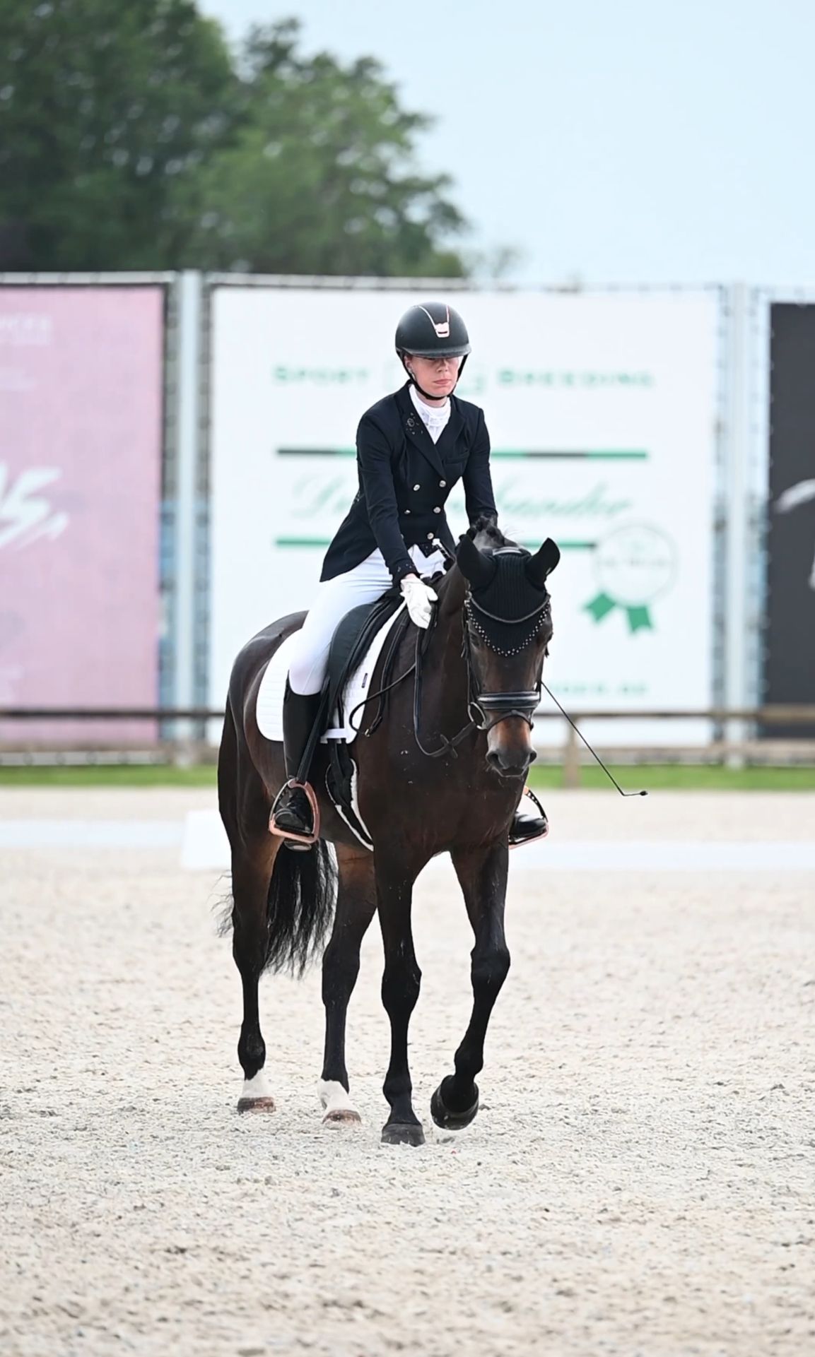 bwp dressuurpaard merrie 7 ans donkerbruin à vendre - Photo 4