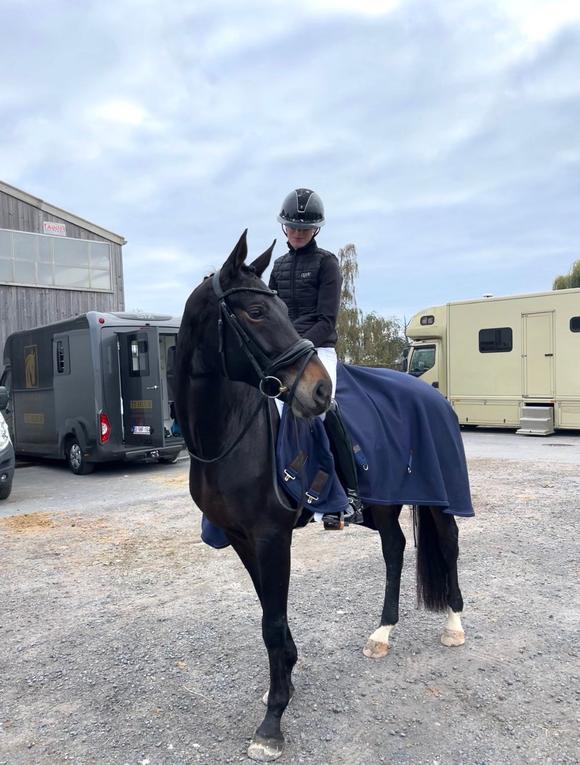 bwp dressuurpaard merrie 7 ans donkerbruin à vendre - Photo 2