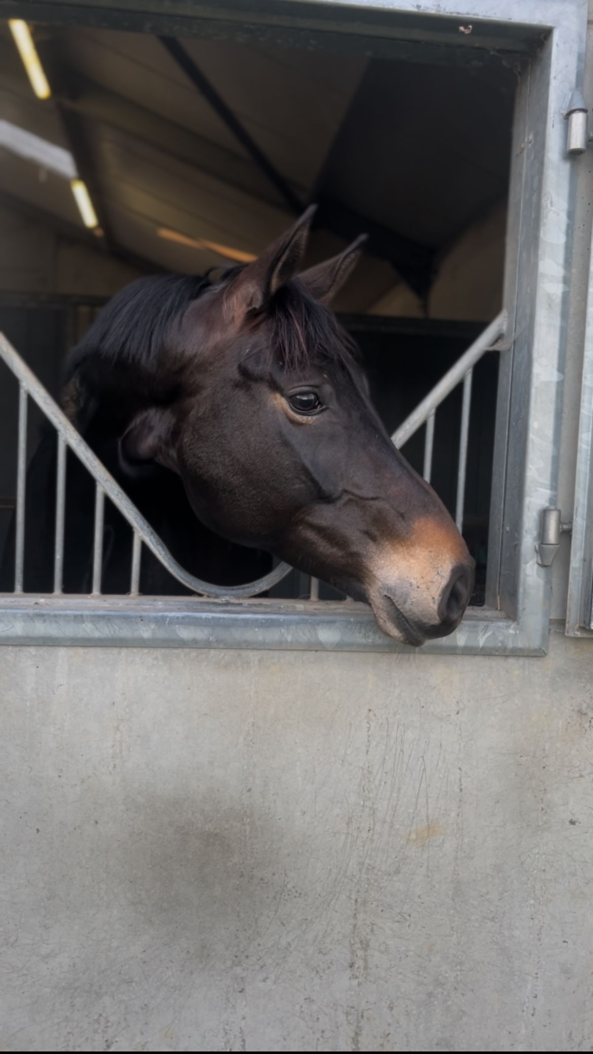bwp dressuurpaard merrie 7 ans donkerbruin à vendre - Photo 3