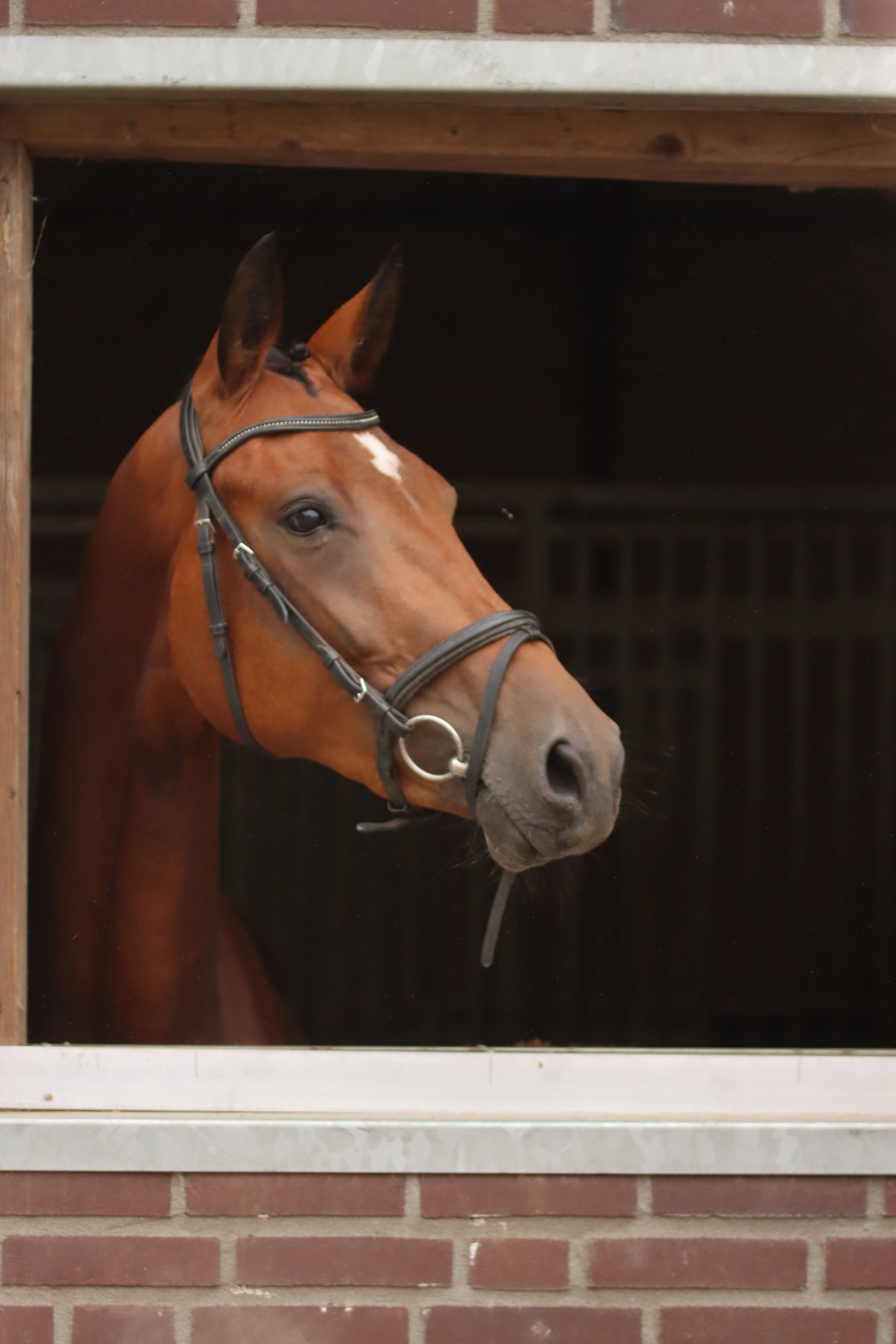 kwpn dressuurpaard merrie 3 years old bruin for sale - Main photo