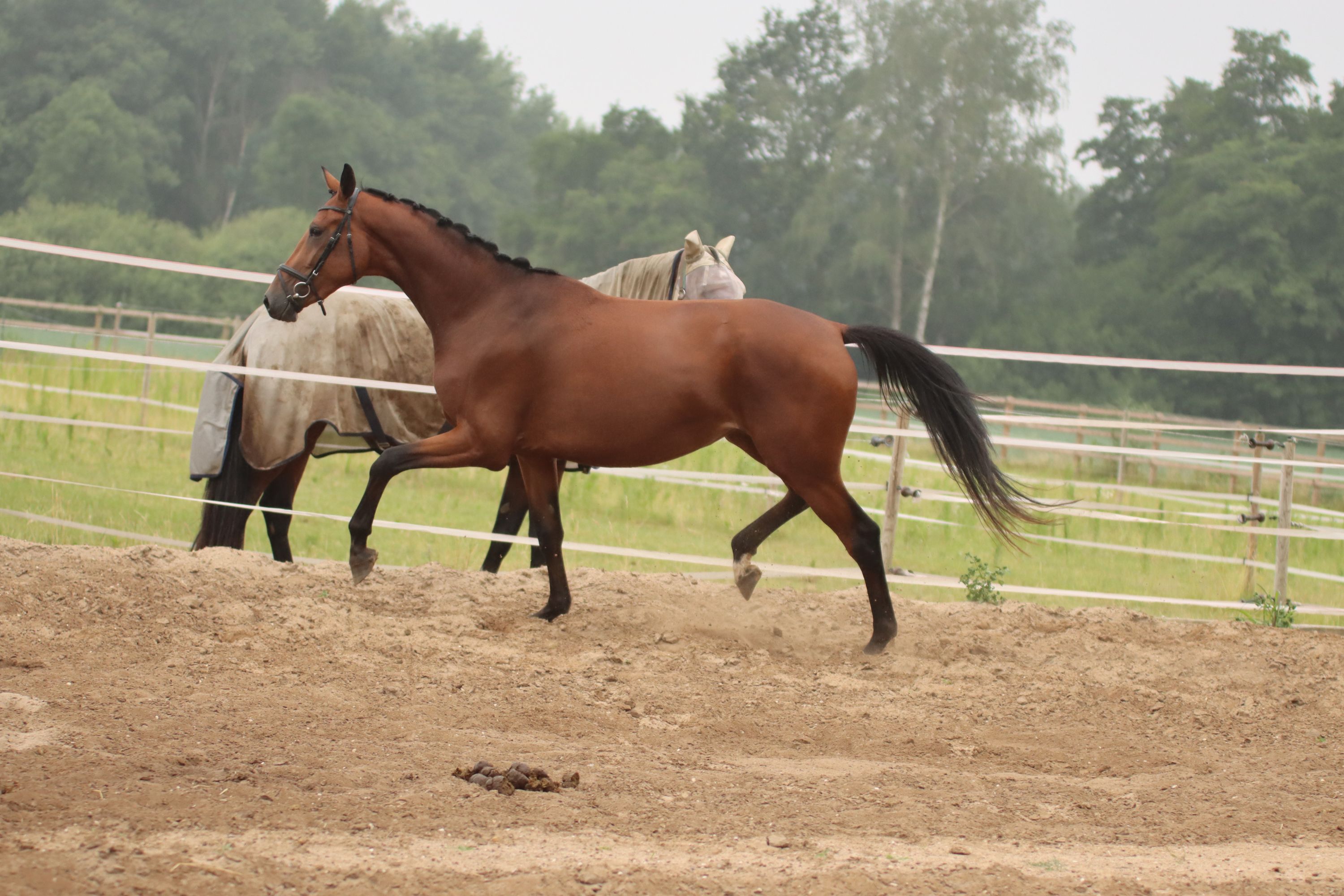 kwpn dressuurpaard merrie 3 years old bruin for sale - Photo 2