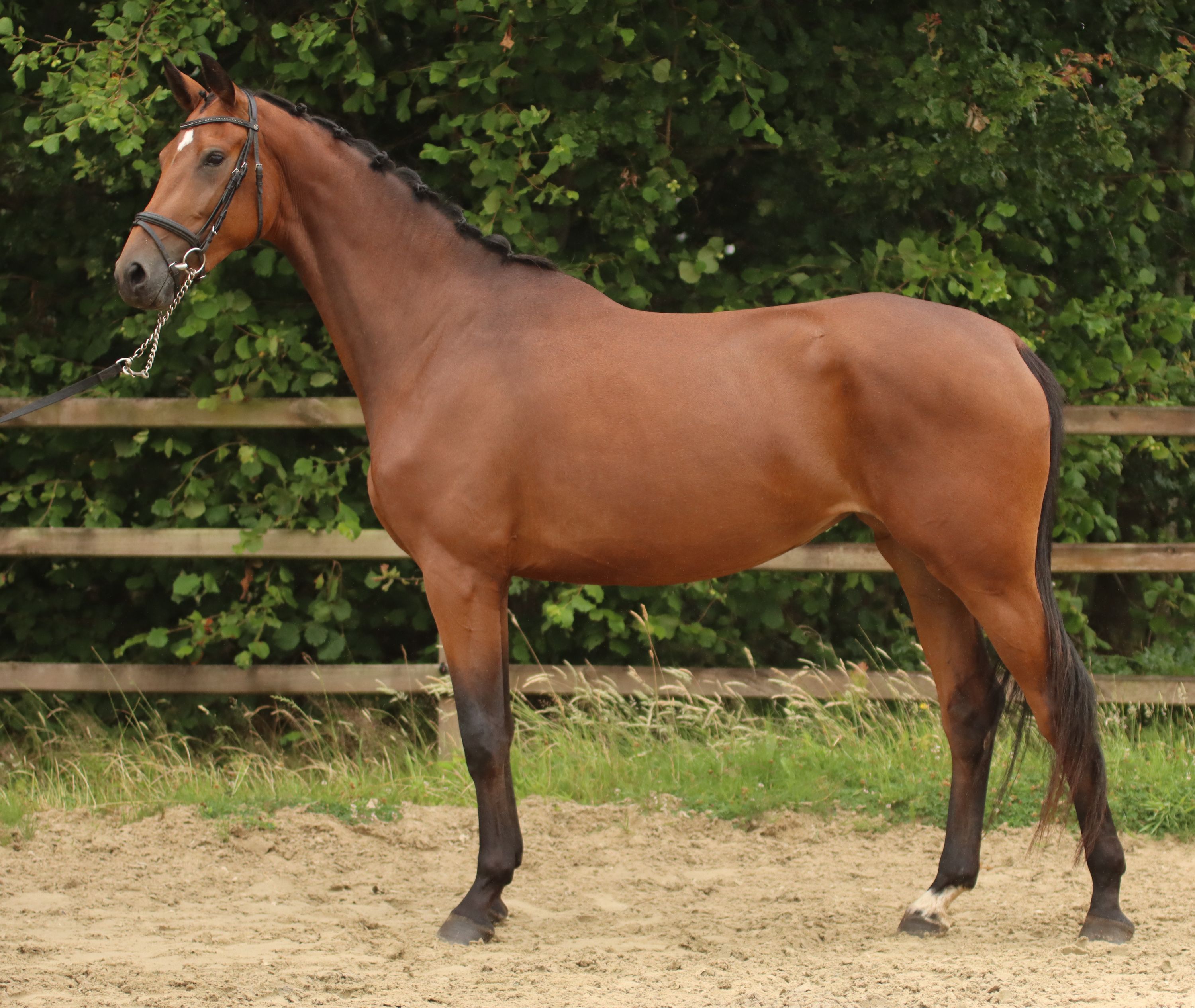 kwpn dressuurpaard merrie 3 years old bruin for sale - Photo 3