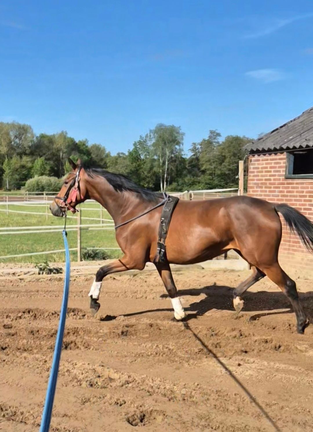 kwpn dressuurpaard merrie 3 years old bruin for sale - Photo 4