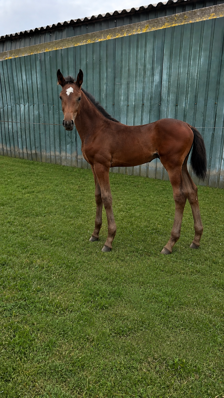 Comme Il Faut x sport mare Arezzo - well-known Lottie performance line - colt 2026