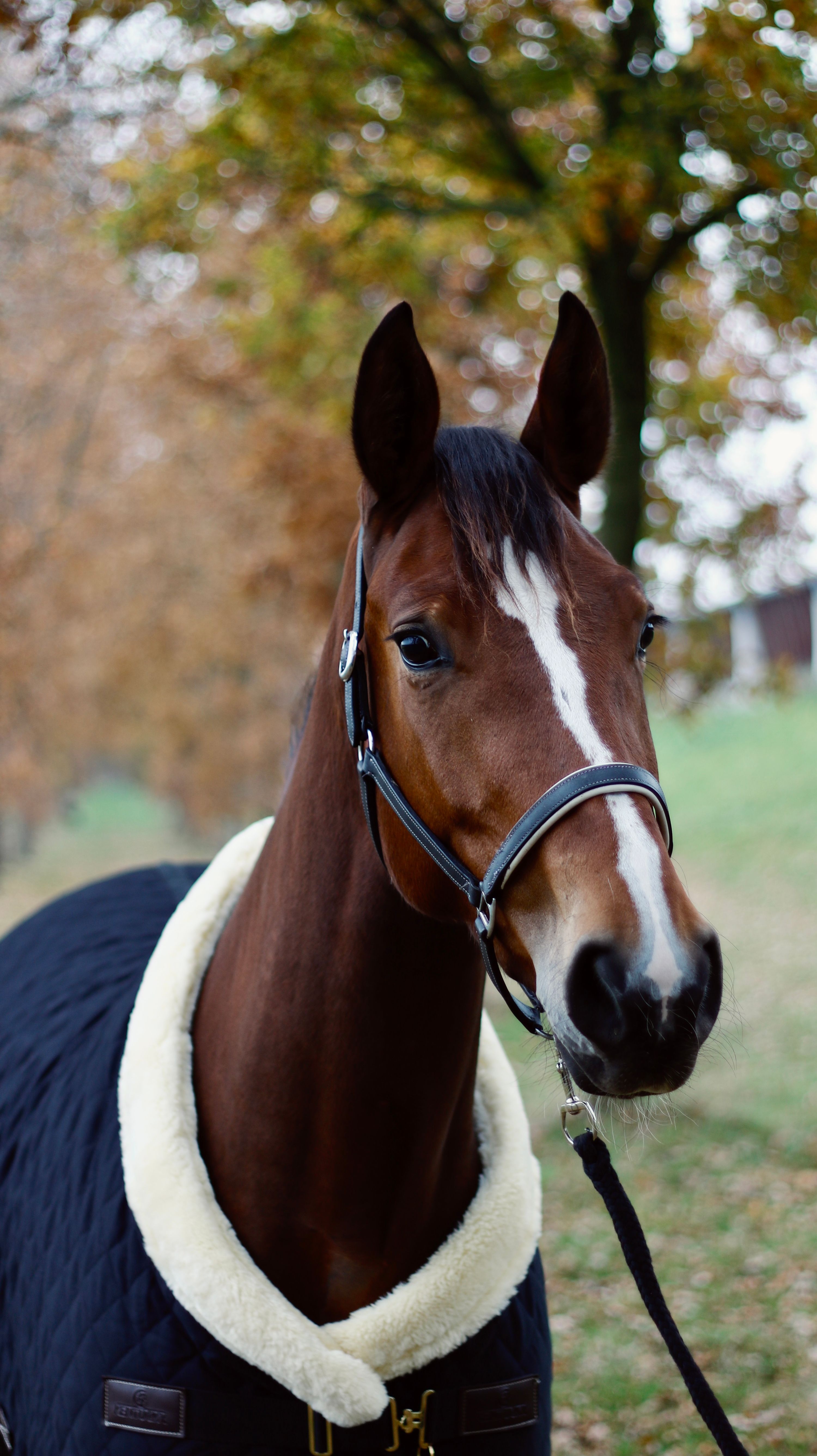 hanovarian springpaard merrie 8 years old bruin for sale - Photo 2