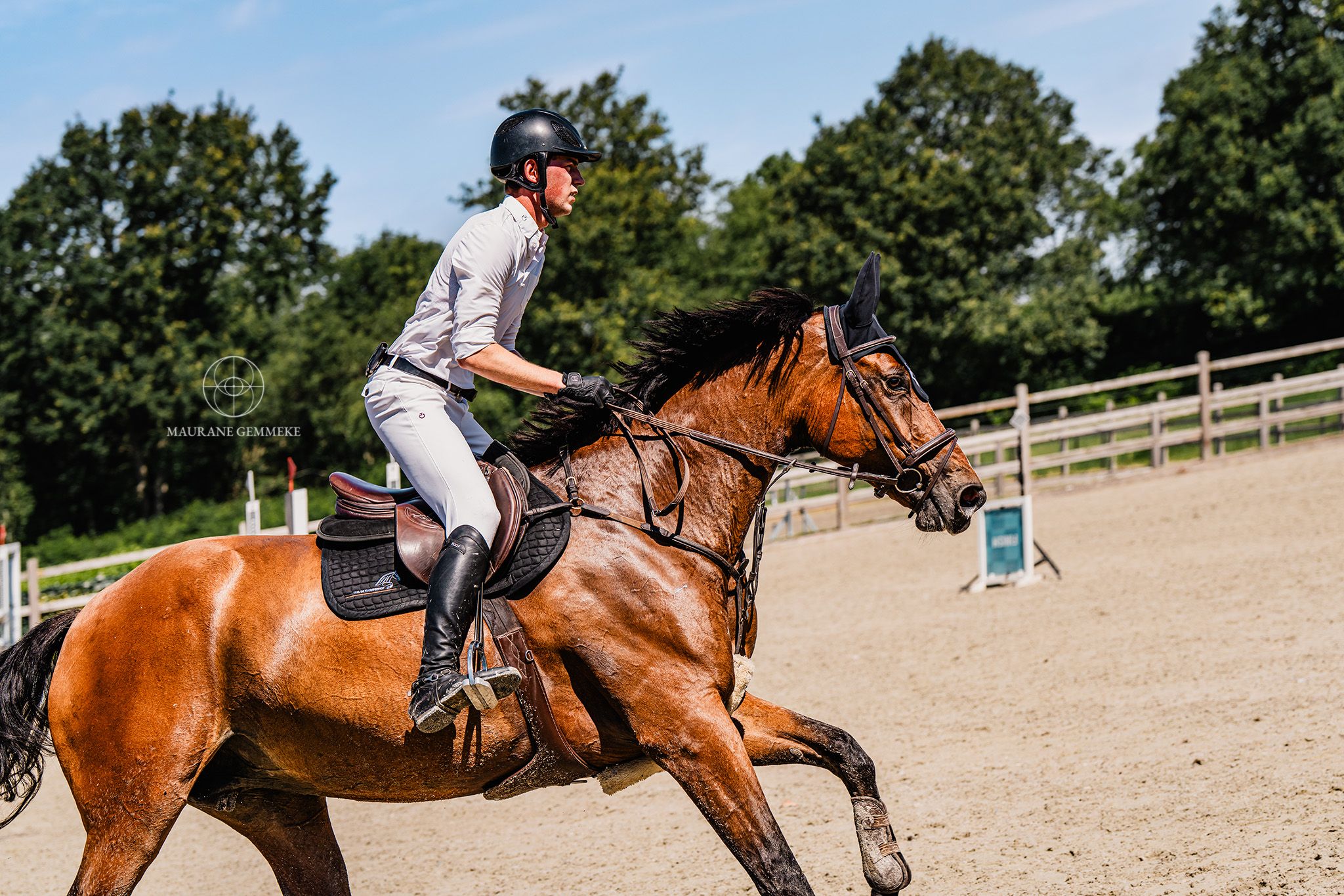 hanovarian springpaard merrie 8 years old bruin for sale - Photo 3