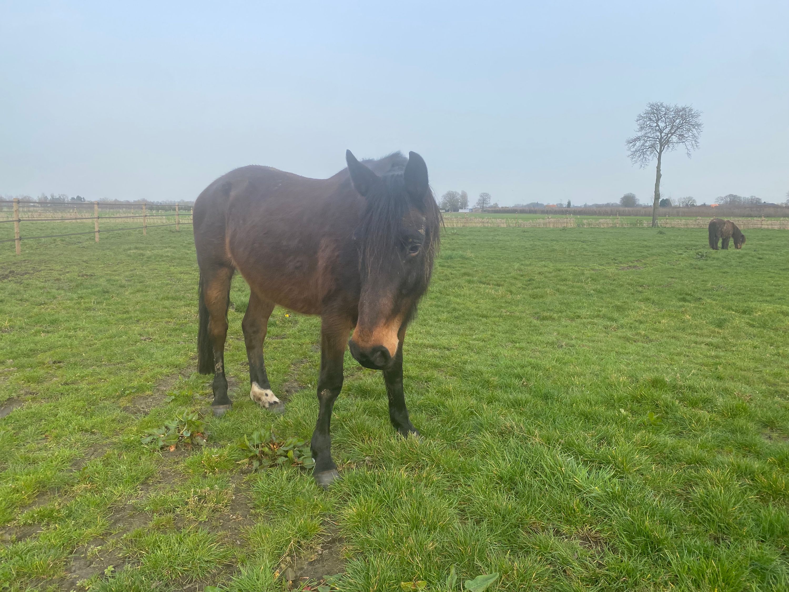 kwpn fokmerrie merrie 12 years old bruin for sale - Photo 6