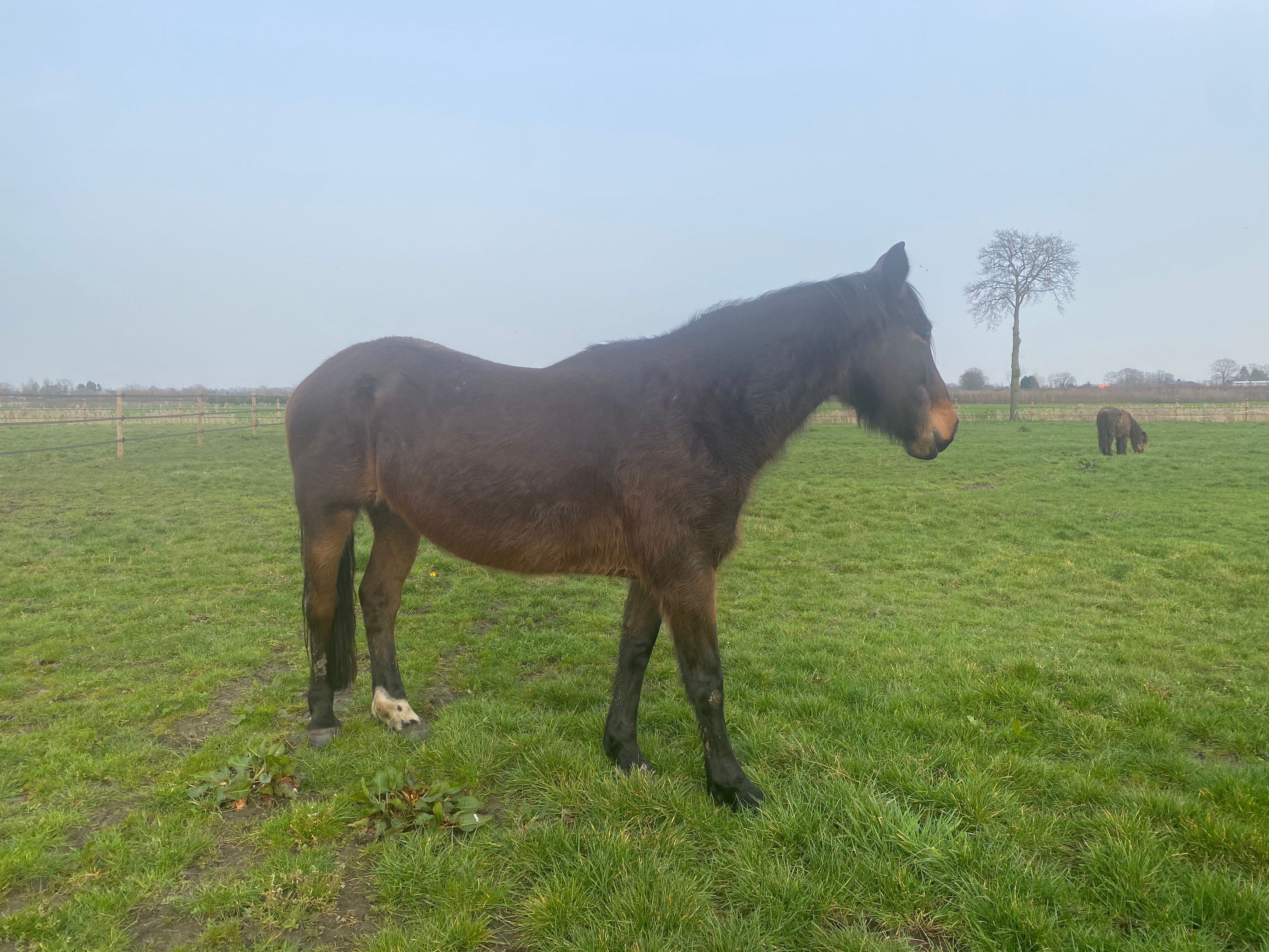 kwpn fokmerrie merrie 12 years old bruin for sale - Photo 5