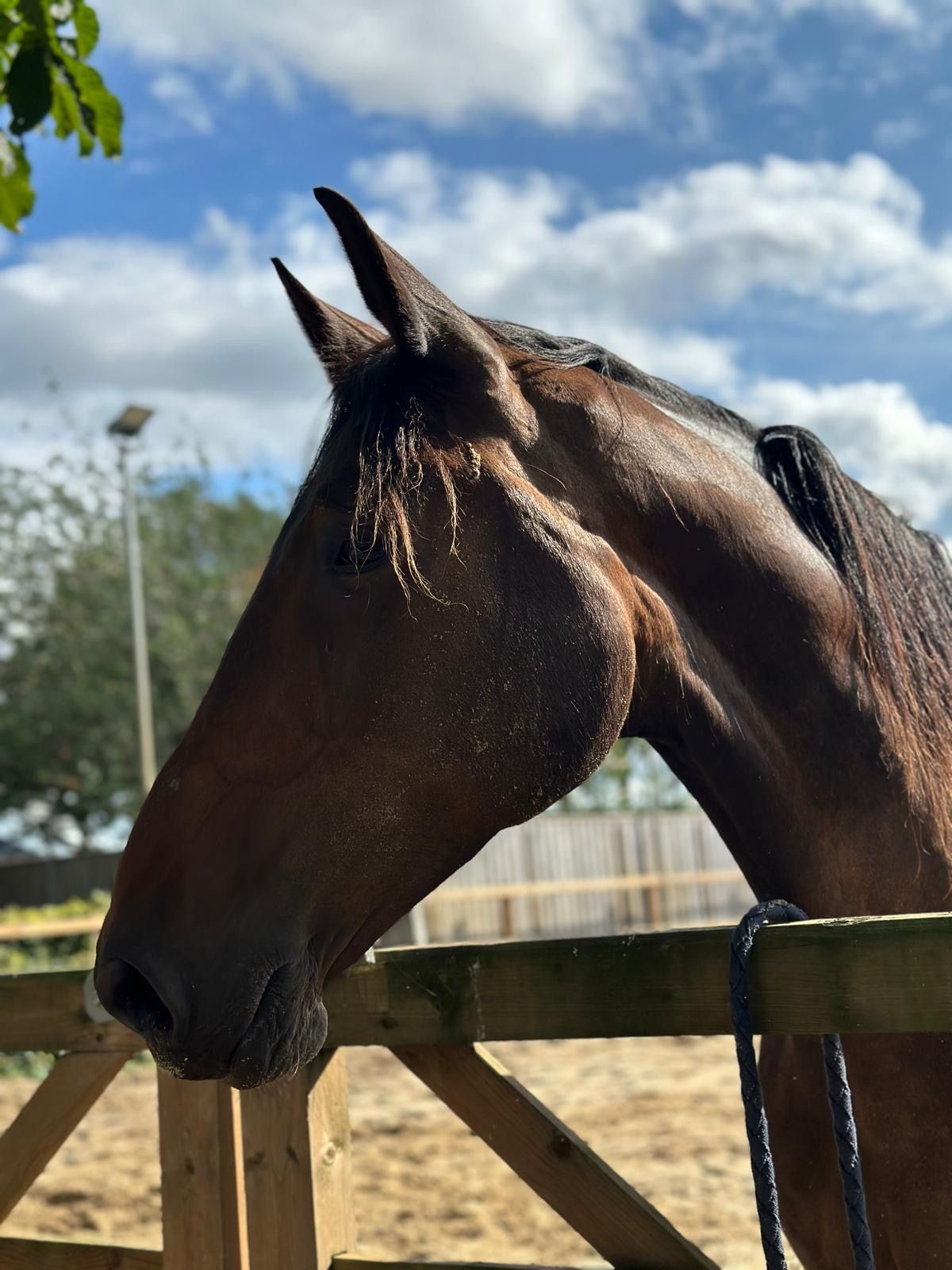 Broodmare for sale (Indoctro X Riverman + Burggraaf on dam's side)