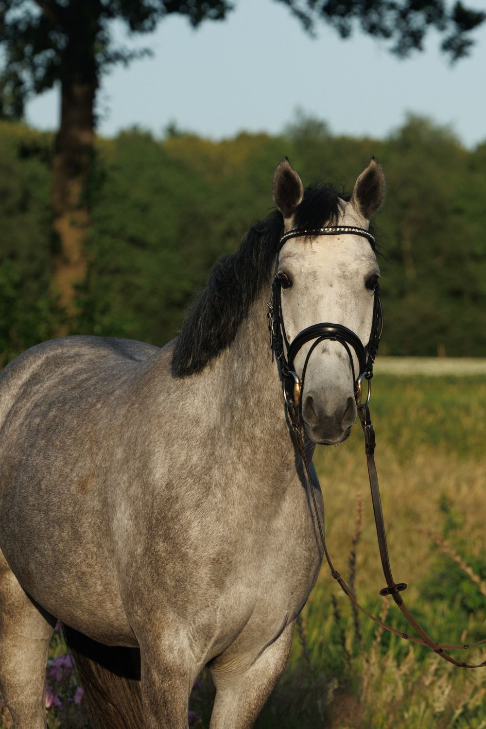 kwpn springpaard merrie 4 anni schimmel in vendita - Foto principale