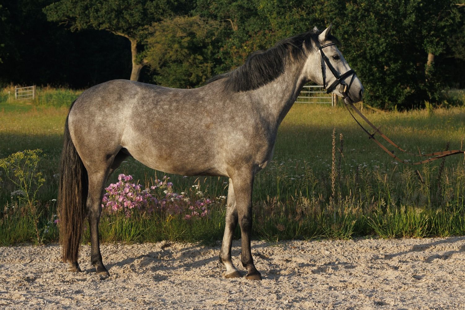 kwpn springpaard merrie 4 anni schimmel in vendita - Foto 4
