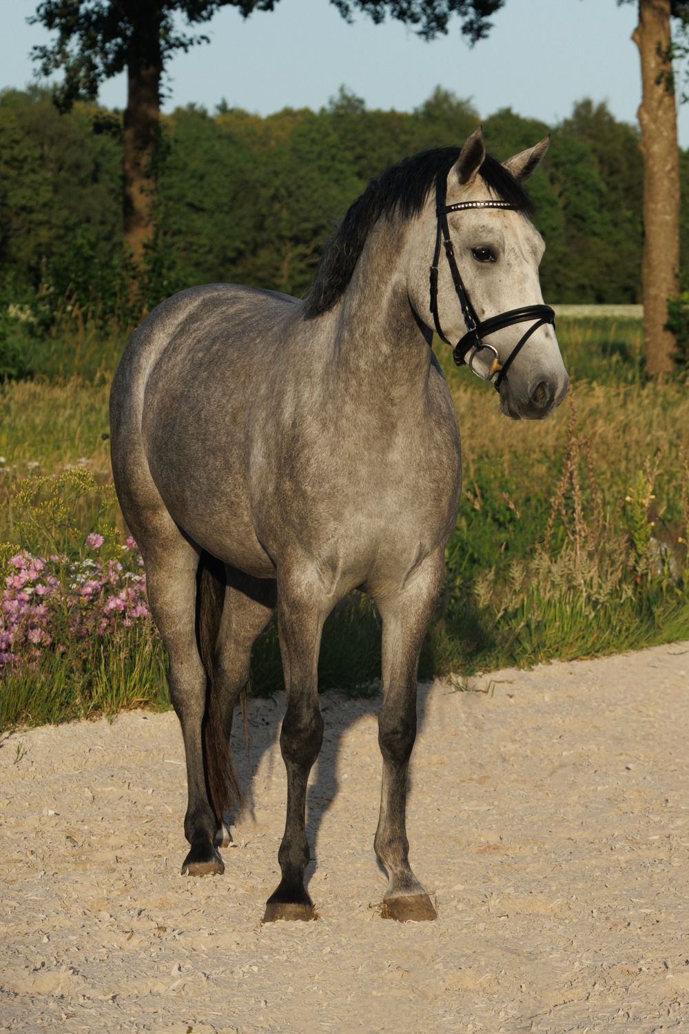 kwpn springpaard merrie 4 anni schimmel in vendita - Foto 2