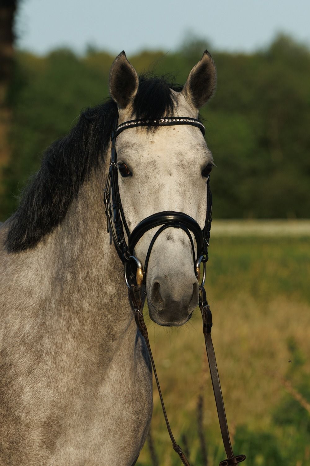kwpn springpaard merrie 4 anni schimmel in vendita - Foto 3