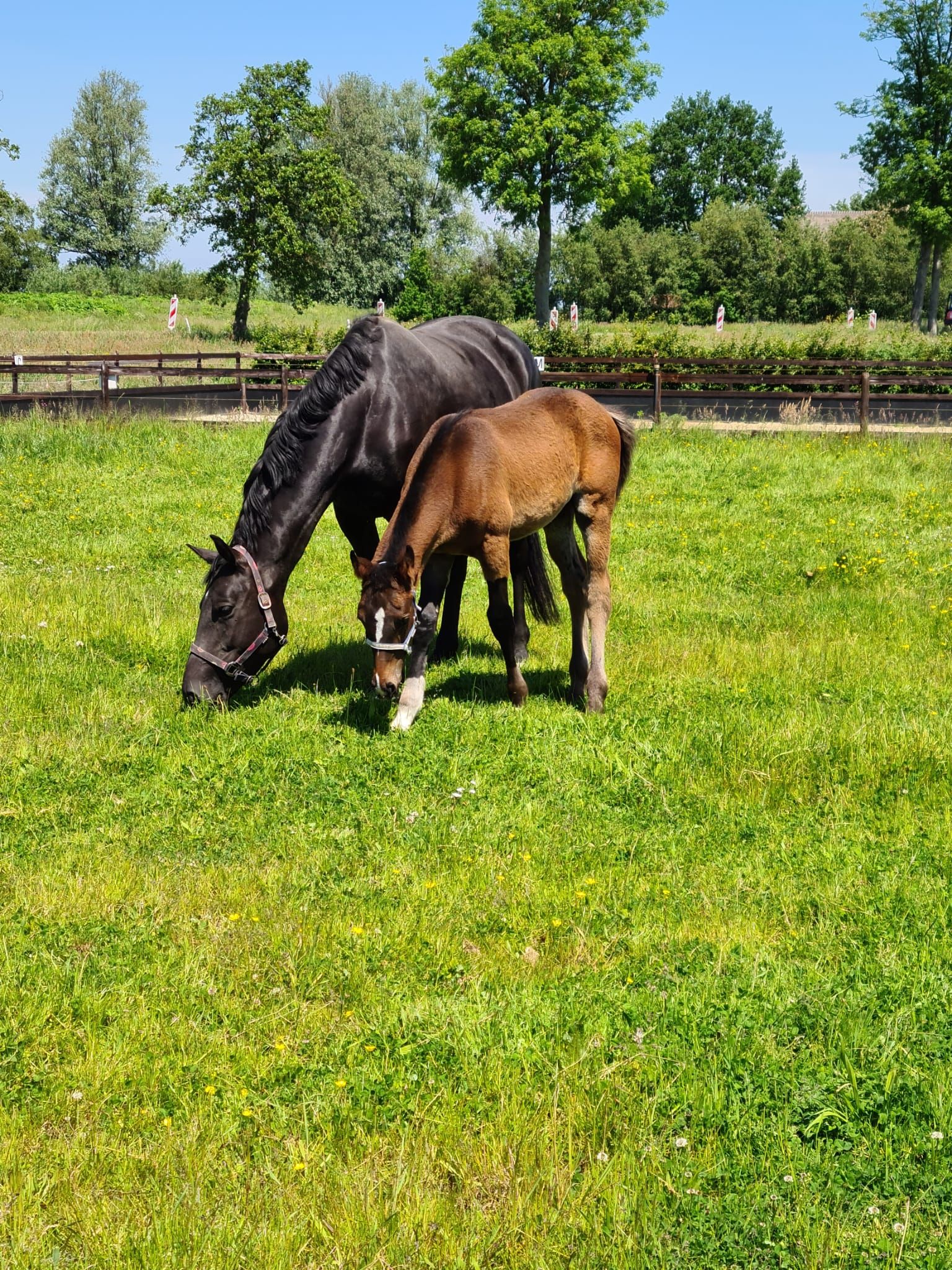 KWPN dressuurpaard merrie 11 jaar zwart te koop - Foto 4