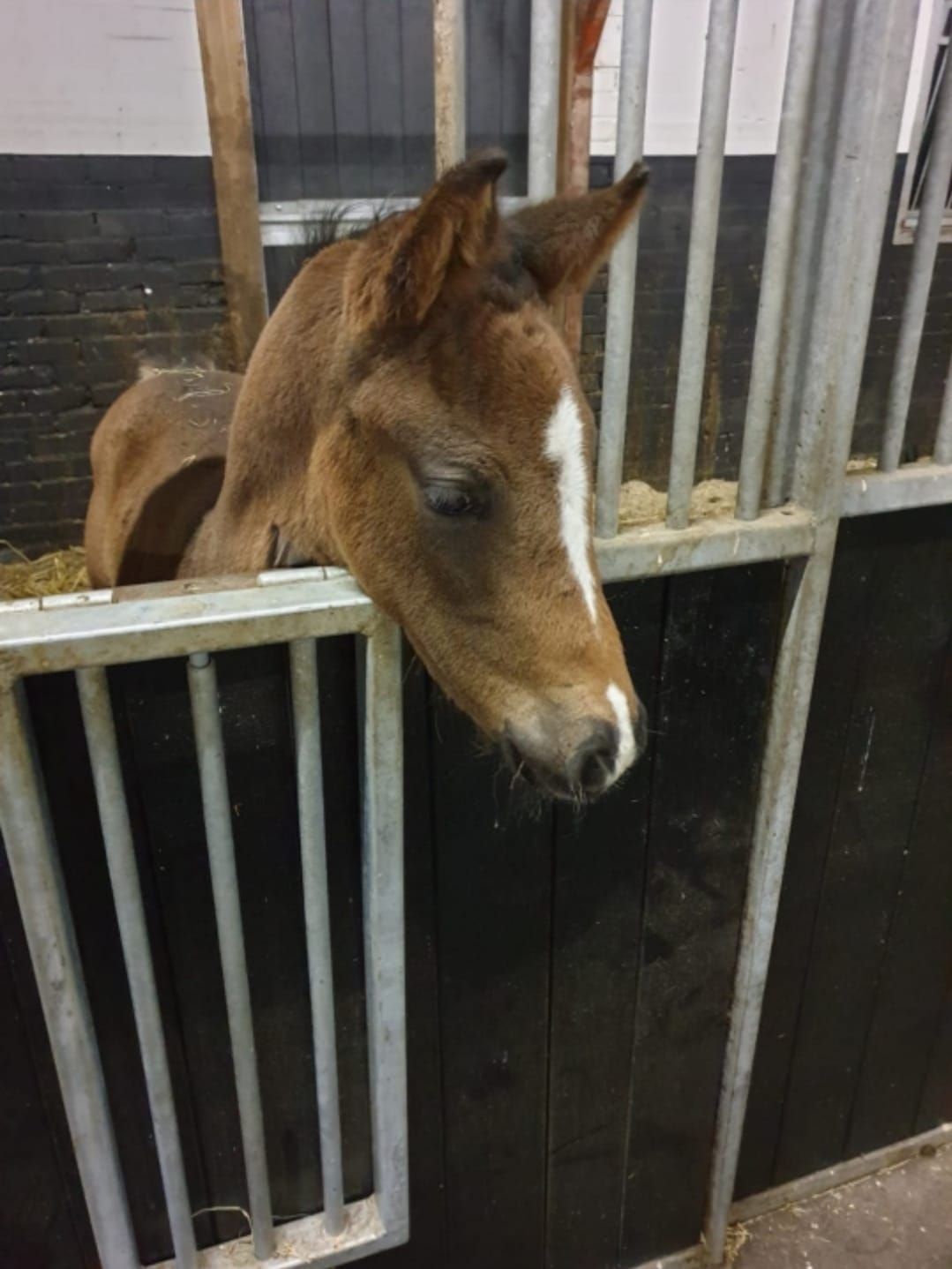 KWPN dressuurpaard merrie 11 jaar zwart te koop - Foto 5