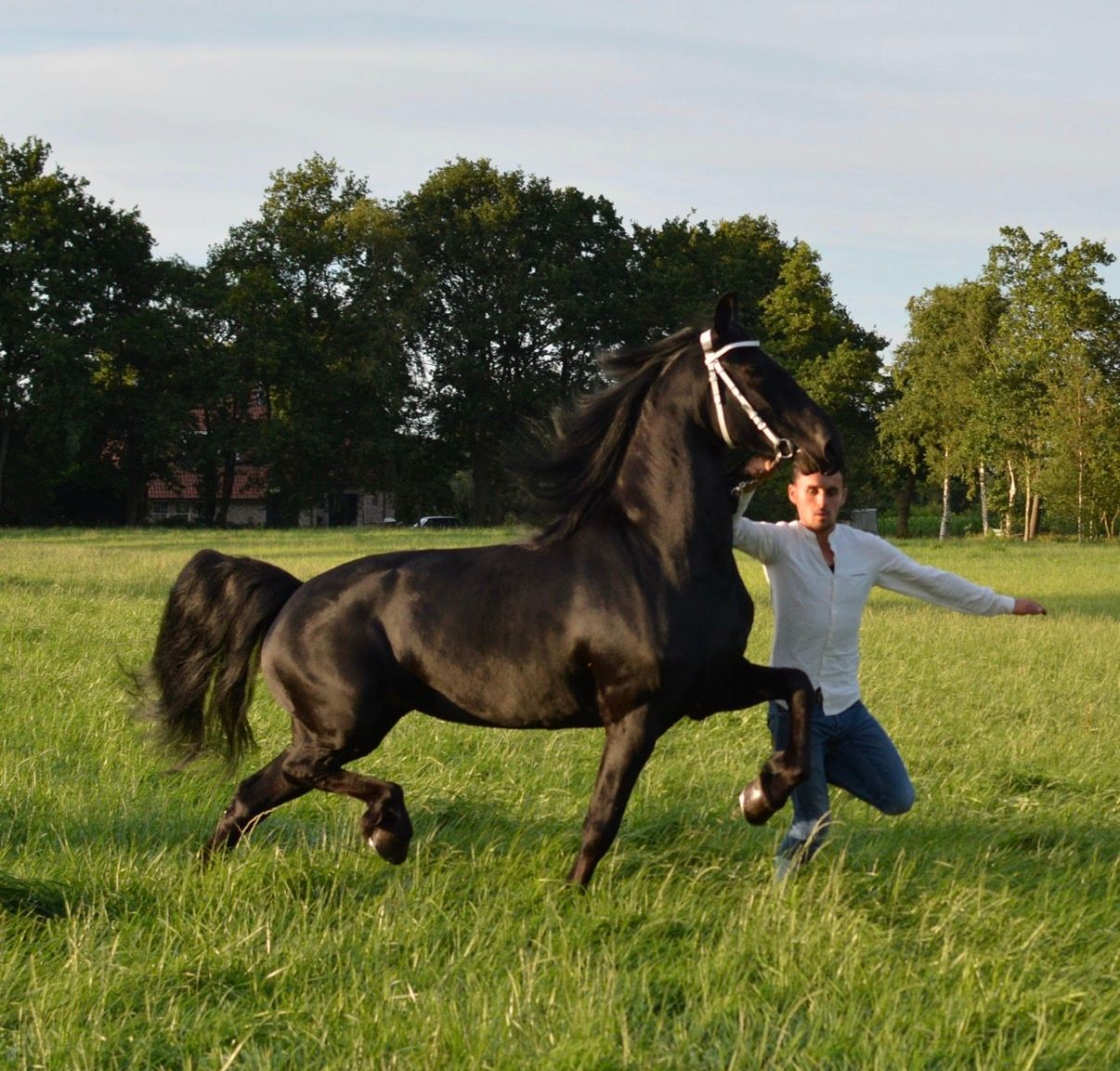fries merrie 9 ans à vendre - Photo 4